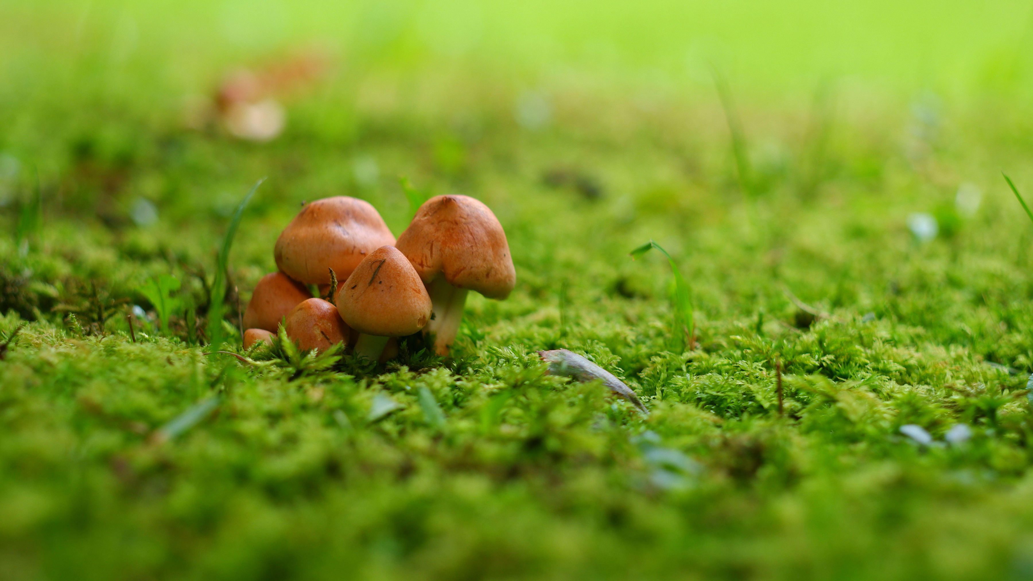 Fungi in a lawn (Alamy/PA)