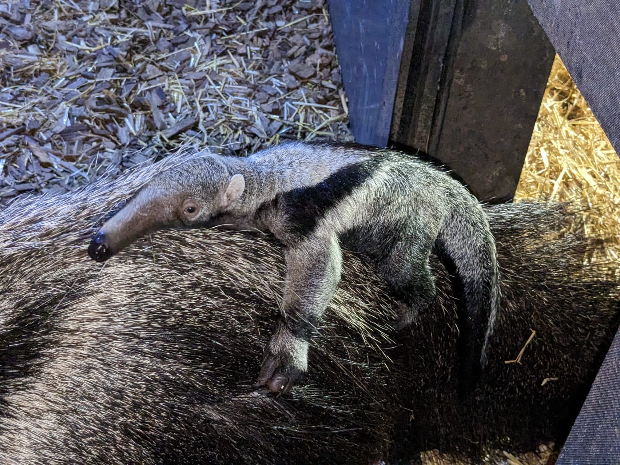 Rare anteater birth at Chester Zoo ‘incredibly positive news’ for