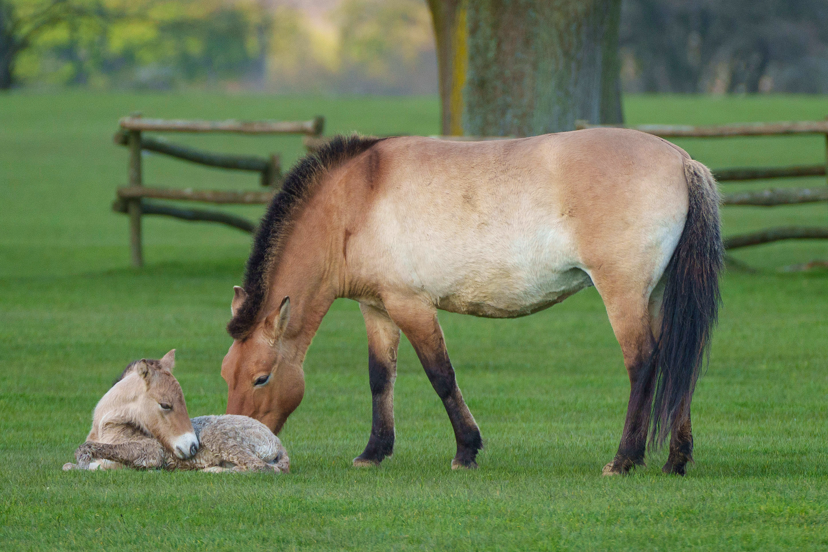 Foal rolling around on the grass