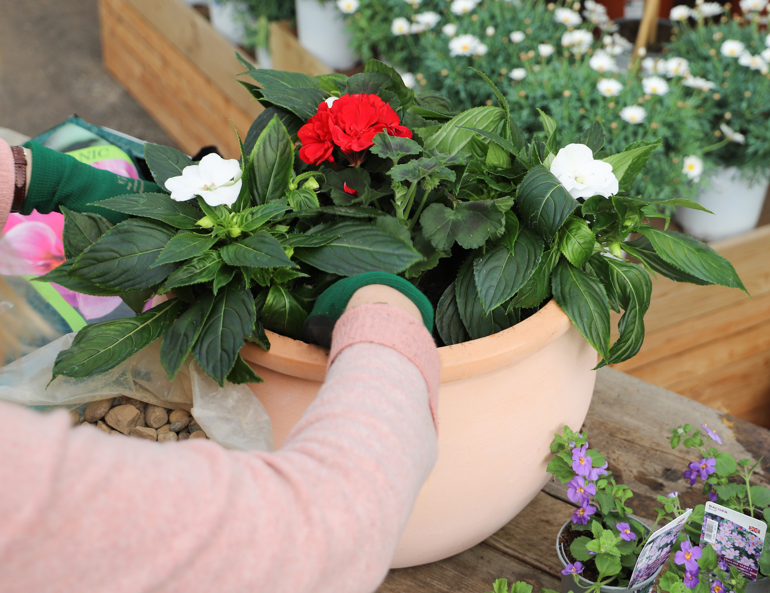 Filling a pot with red, white and blue flowerred plants (Squire's Garden Centres/PA)