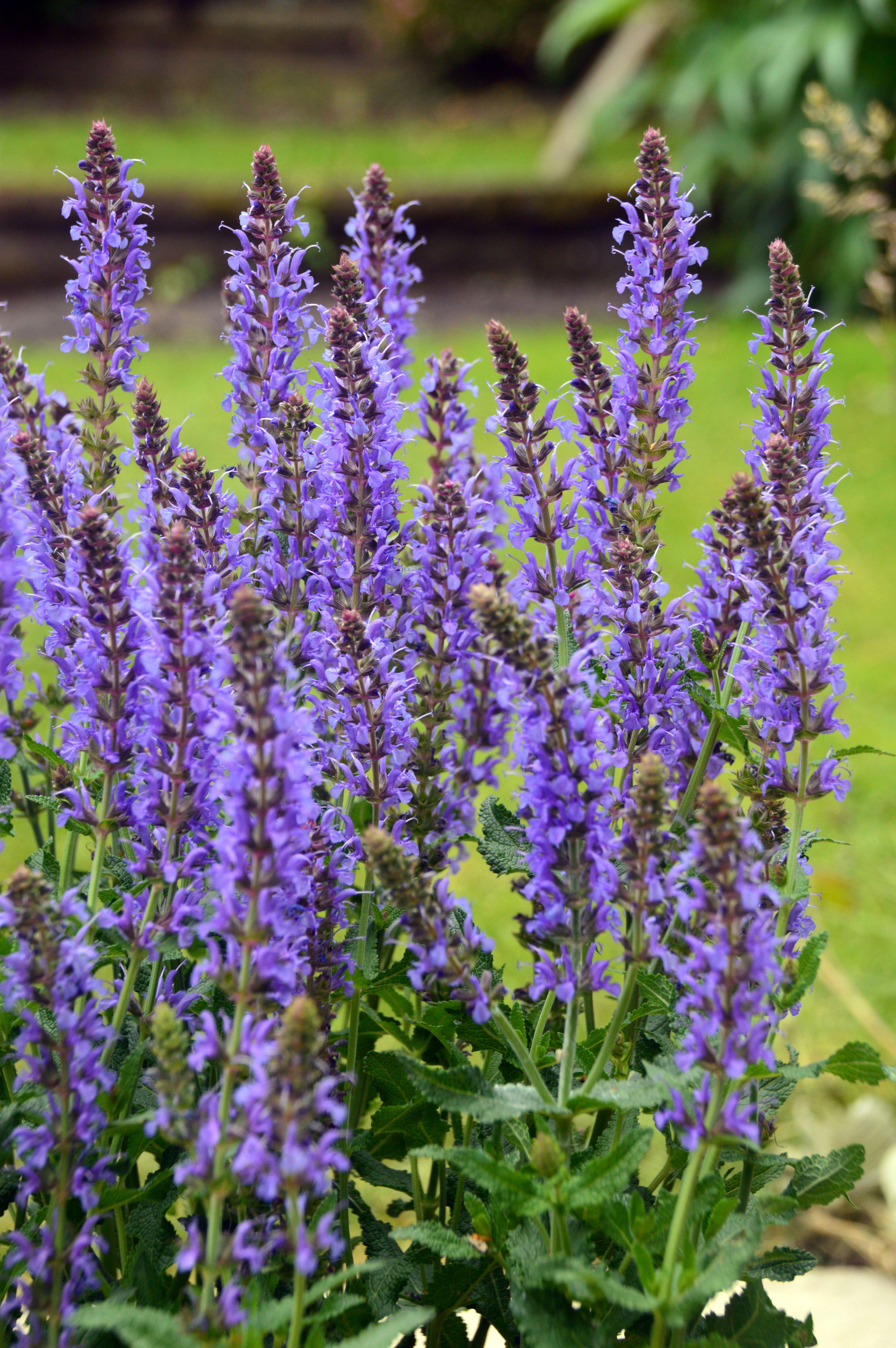 Salvias in a pot (Alamy/PA)