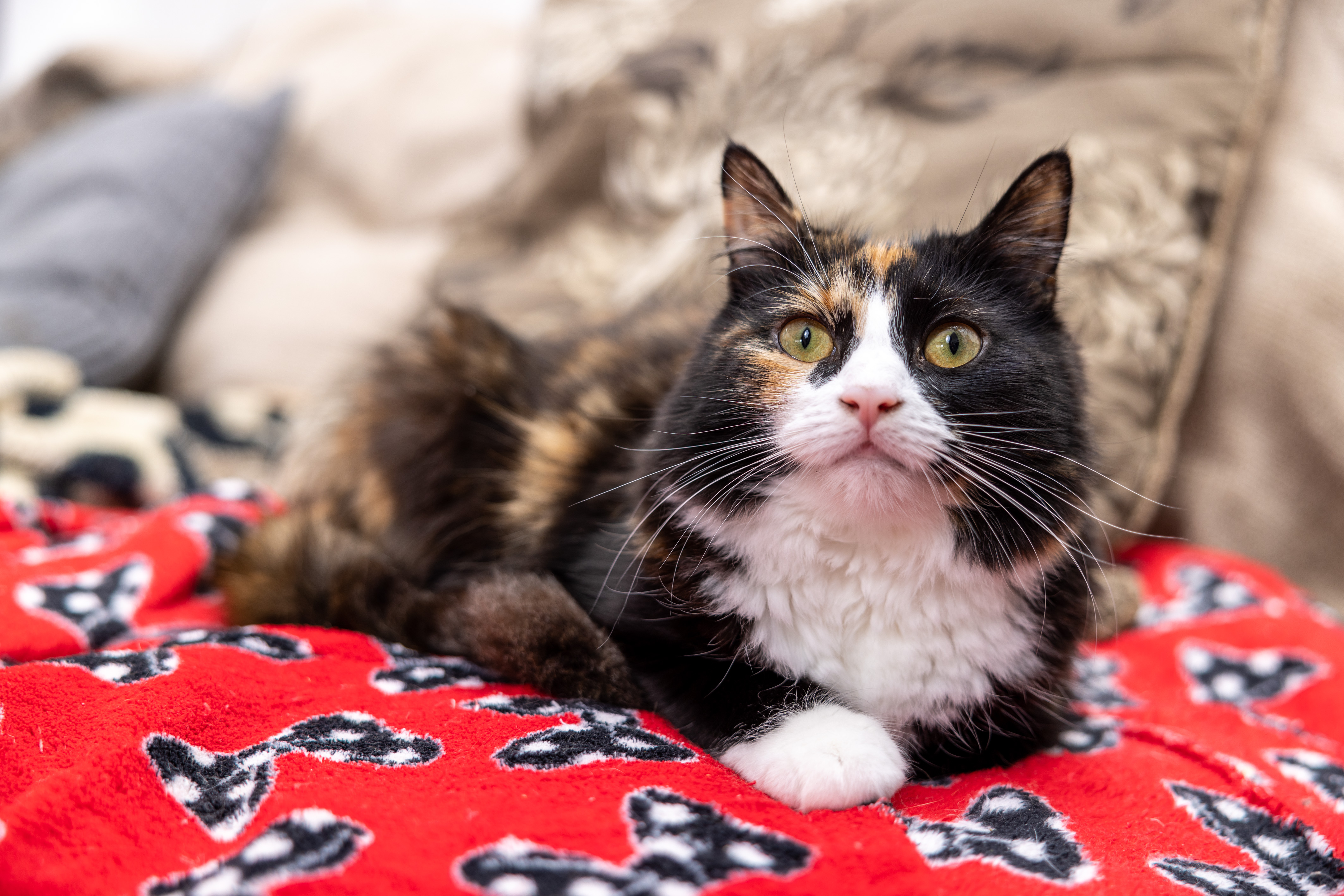 Willow, owned by Amanda Jameson, is announced as a finalist in the 'Moggy Marvels' category of this year's Cats Protection National Cat Awards
