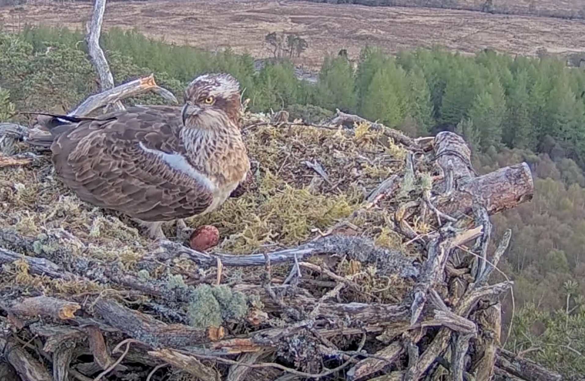 A egg laid by the osprey