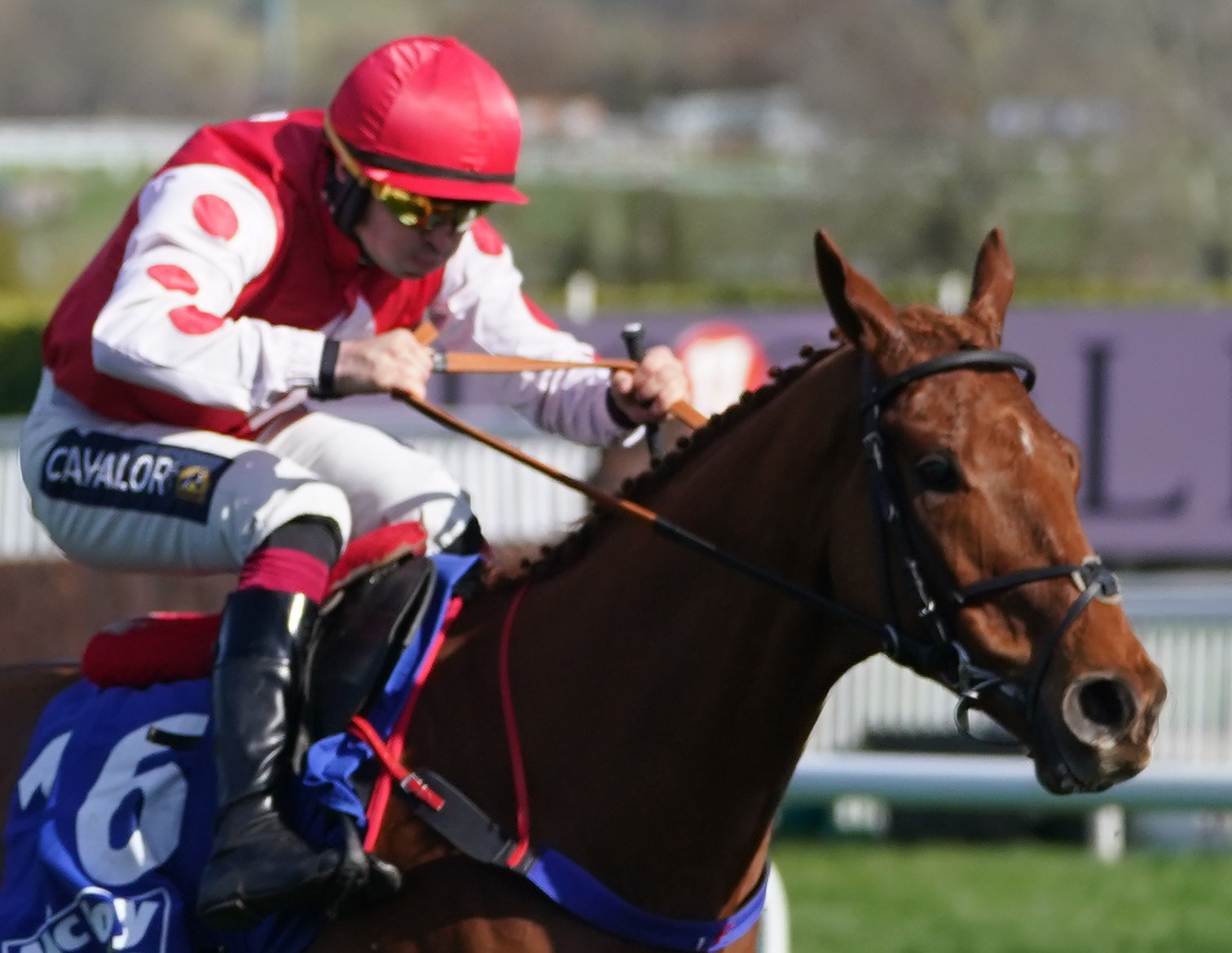 Colonel Mustard in action at Cheltenham last year