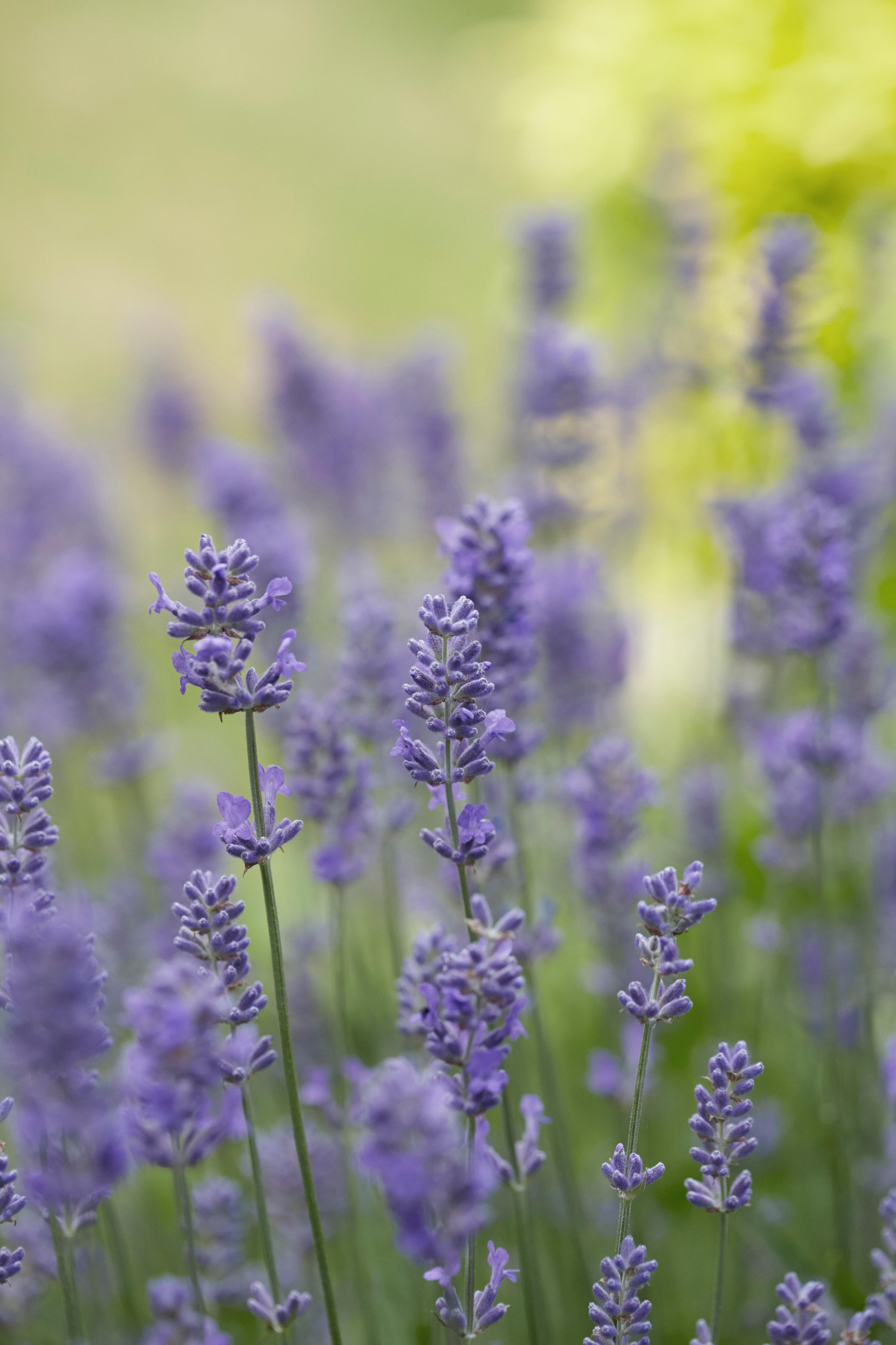Lavender in flower (Alamy/PA)