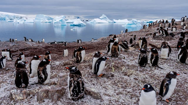 Netflix releases first trailer for Sir David Attenborough’s Our Planet ...