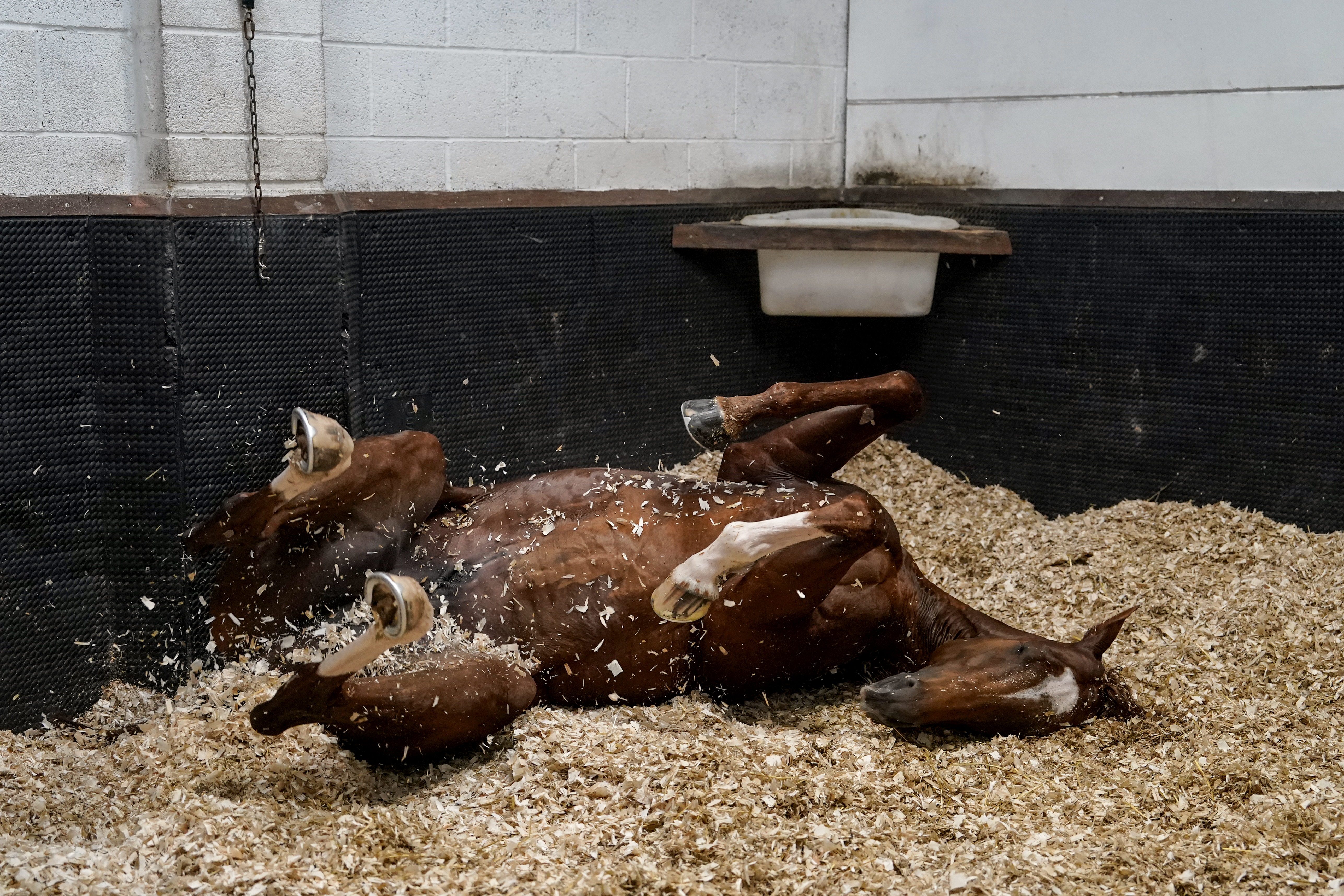 Chaldean enjoys a roll in his box