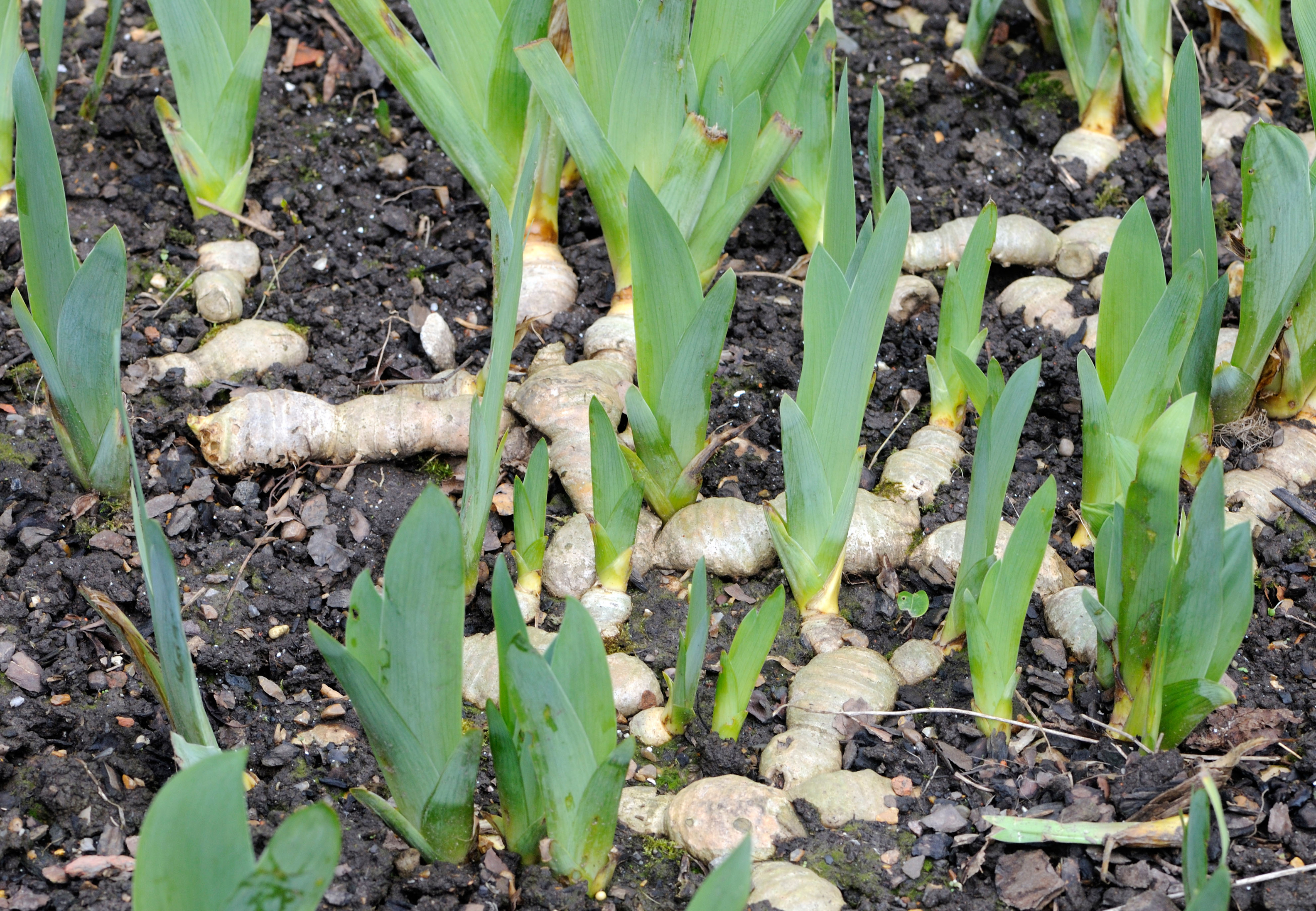 Iris rhizomes on the soil surface (Alamy/PA)