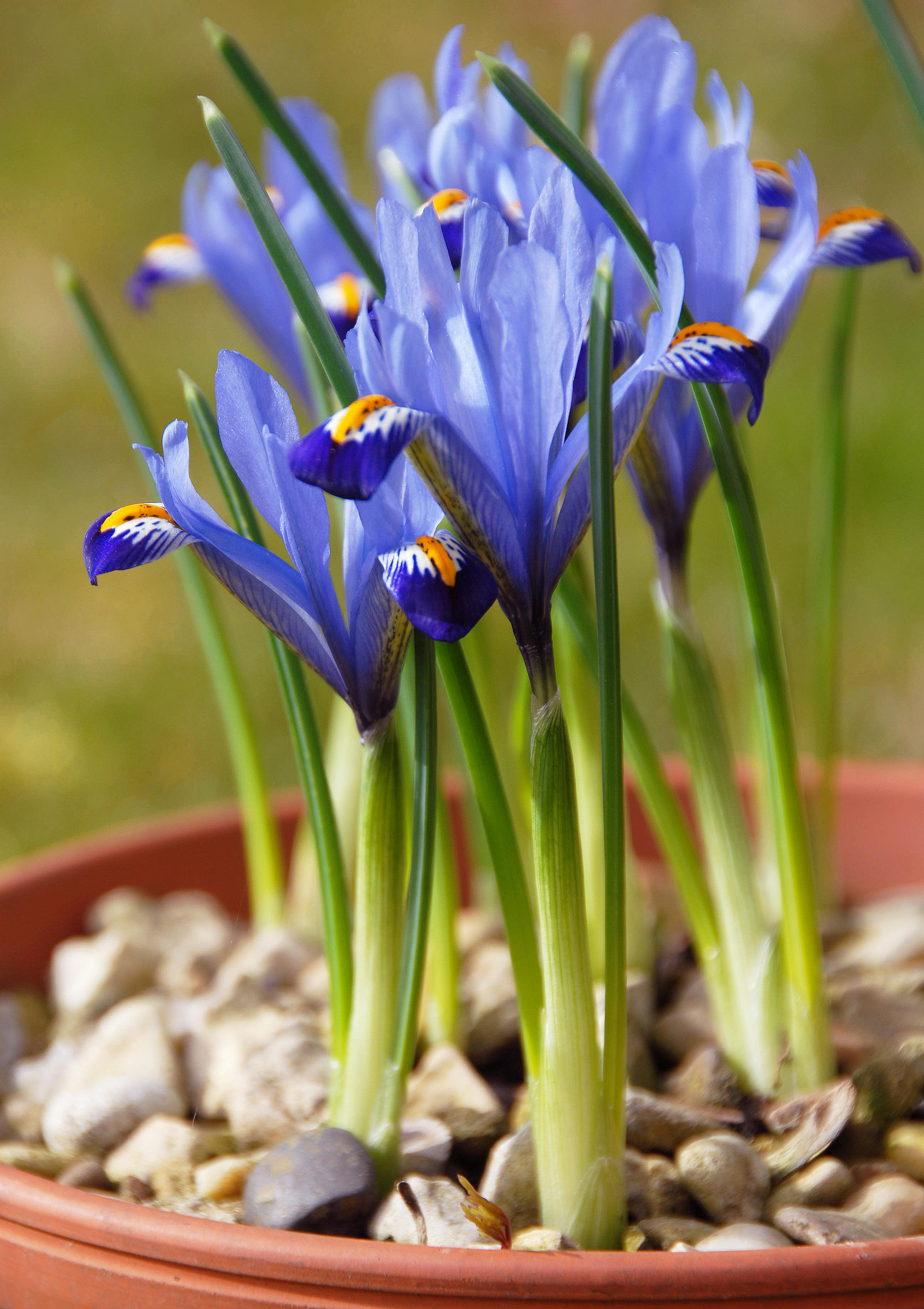 Iris reticulata in a pot (Alamy/PA)