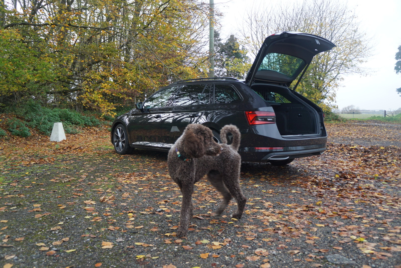 Dog next to car