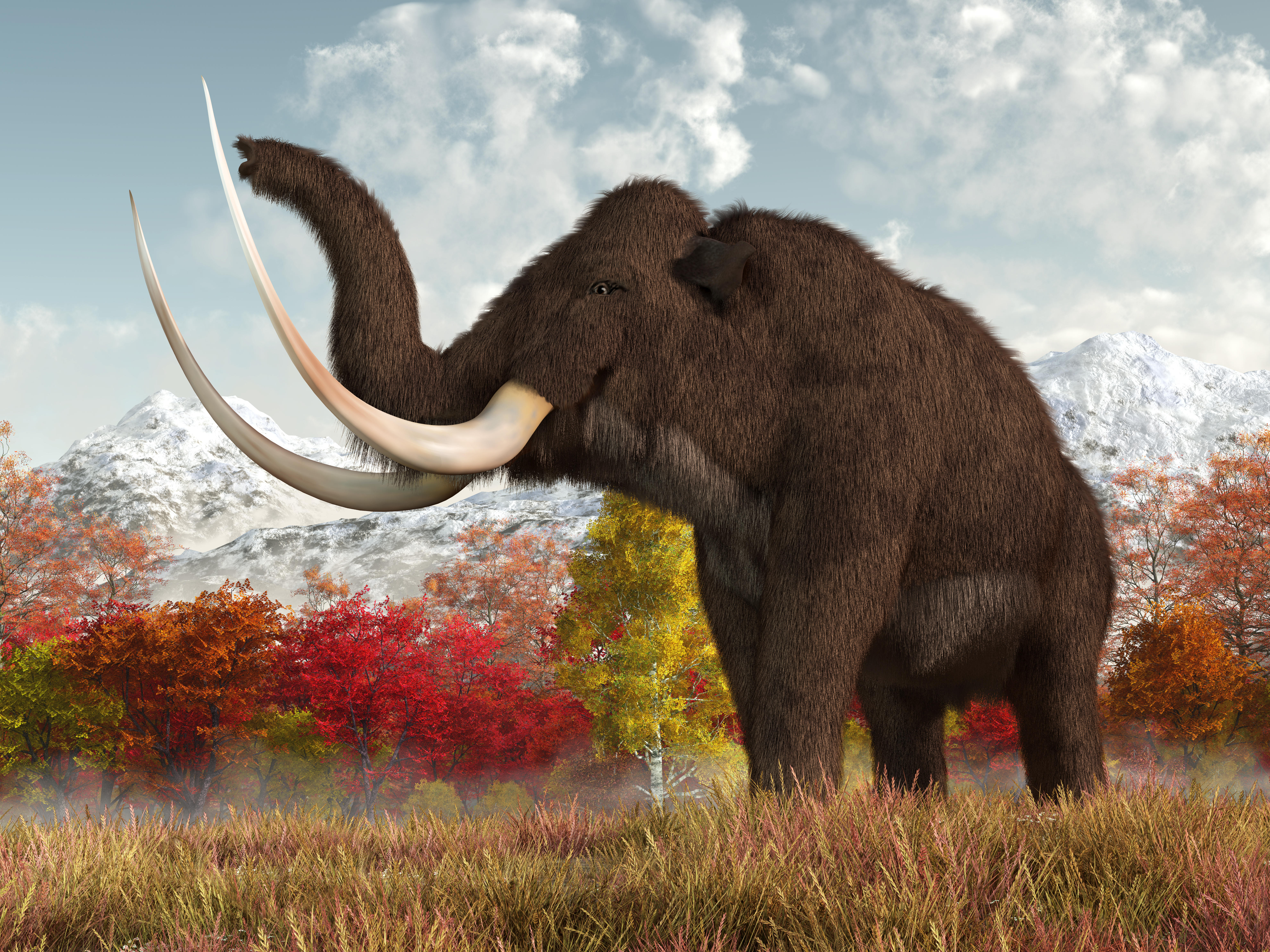 Woolly mammoth