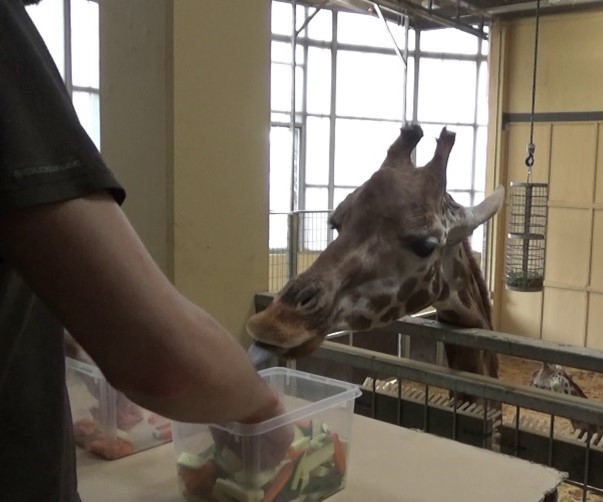 A giraffe selecting a container to get a preferred treat 