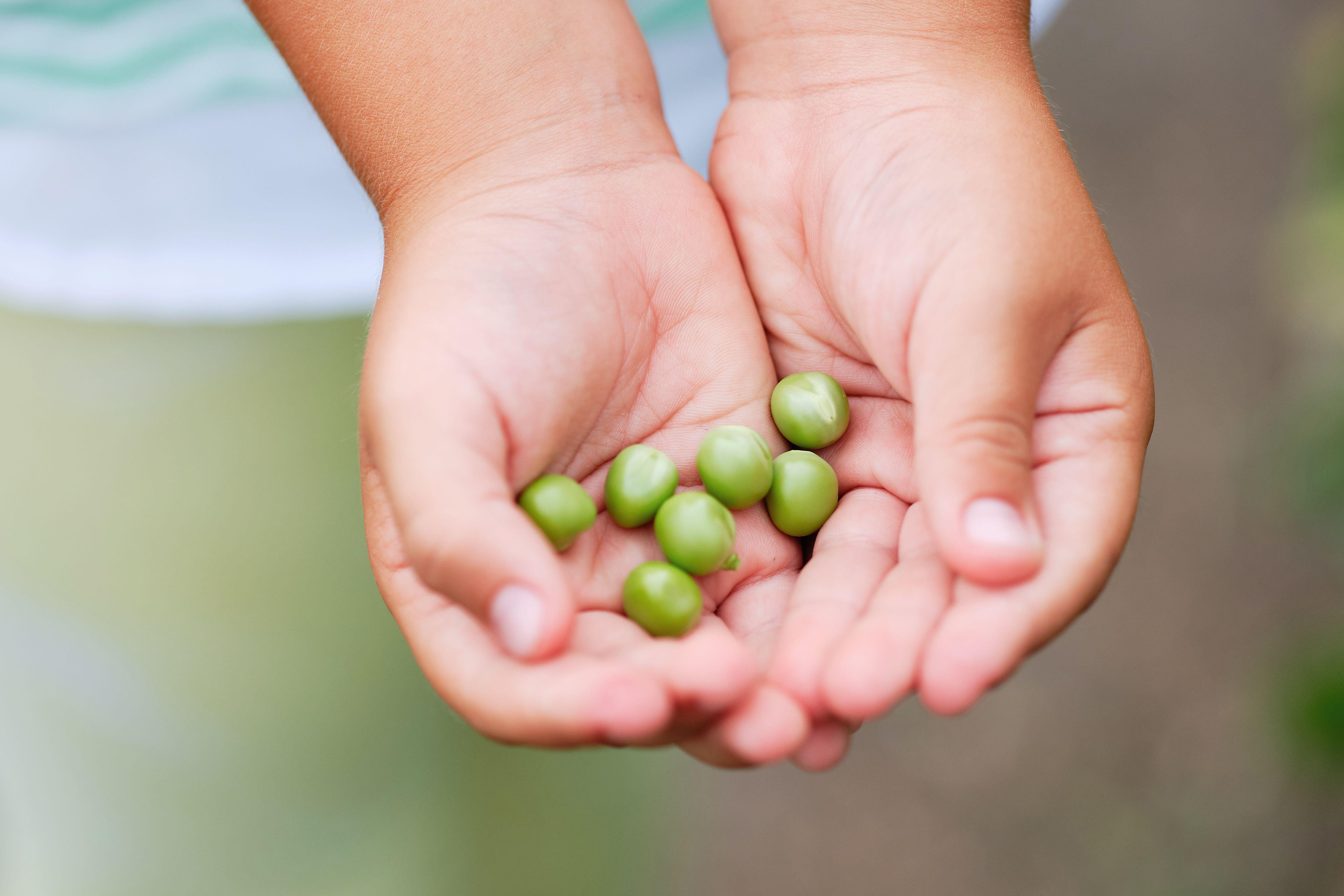 A child with a handful of peas (Alamy/PA)