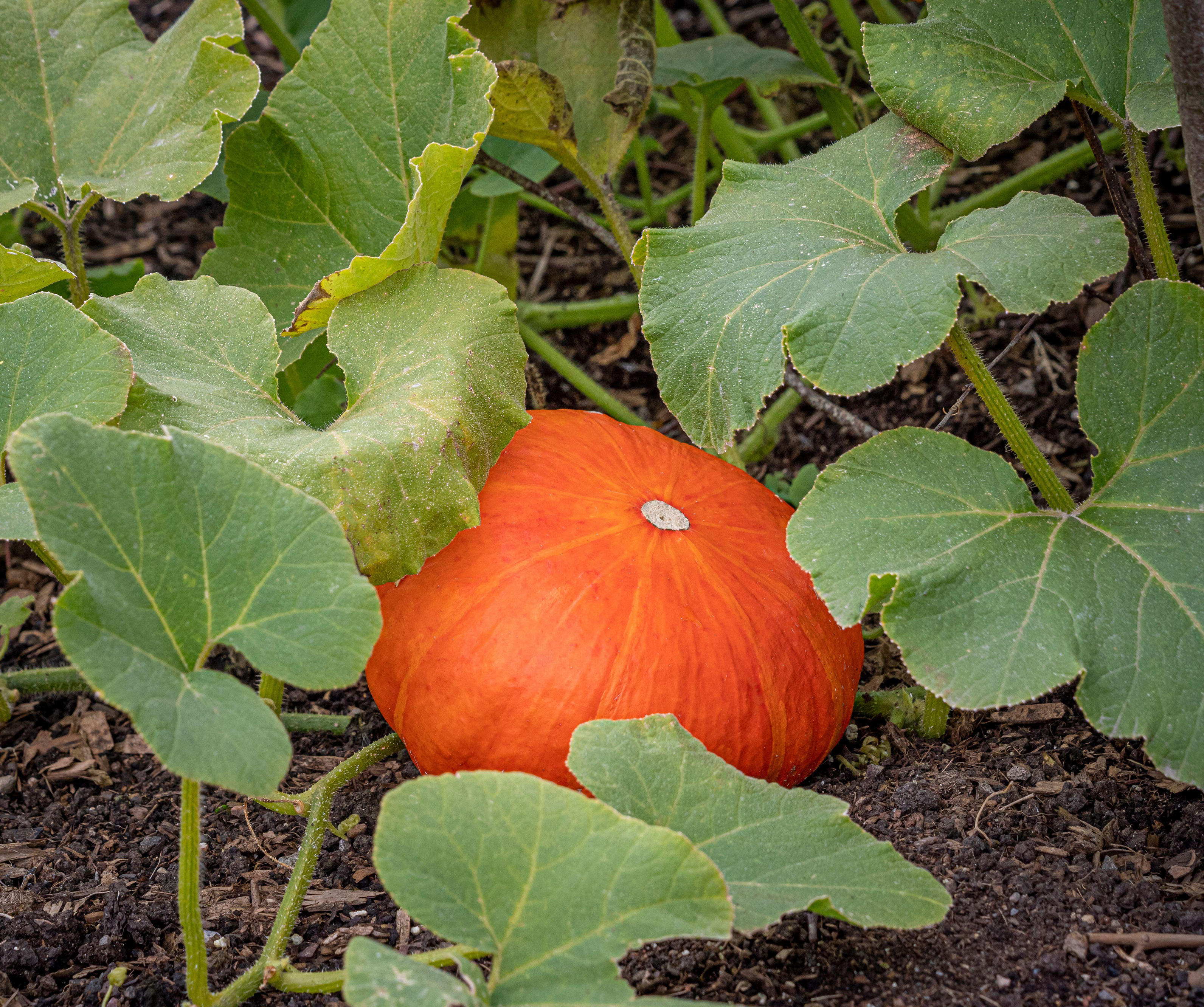 A pumpkin in a garden (Alamy/PA)