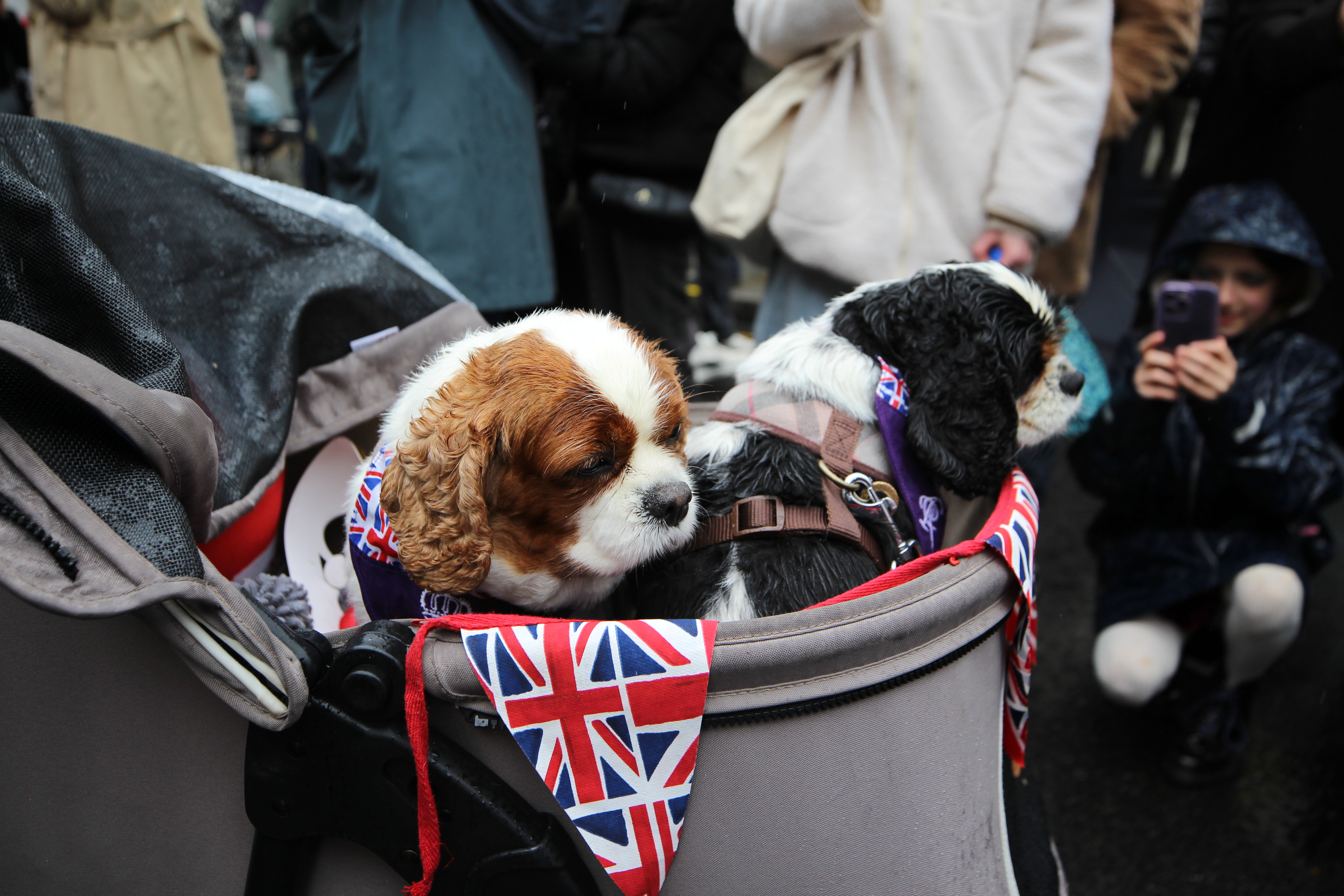 A pair of King Charles spaniels sat in a pushchair with union jack bunting hanging from pushchair