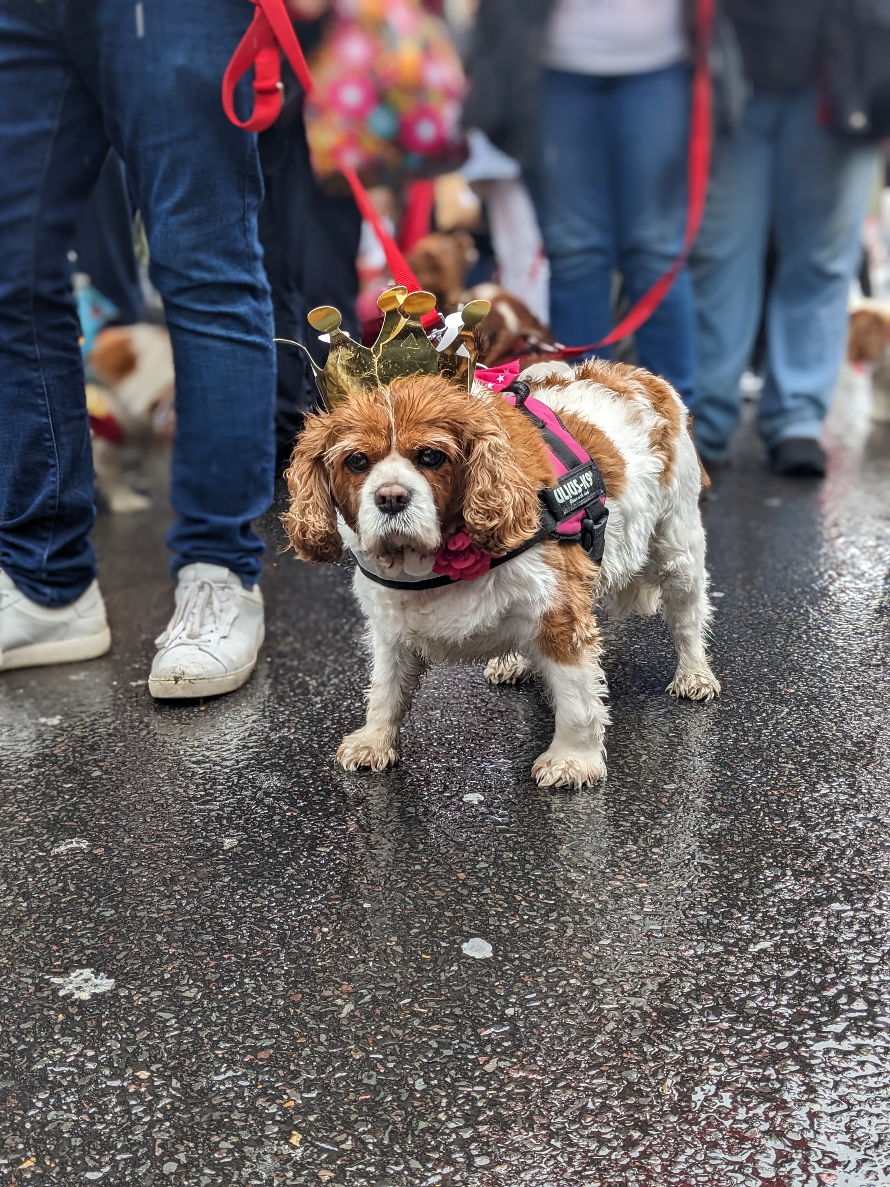 A King Charles spaniel wearing a crown during the parade across King's Road, Chelsea, London