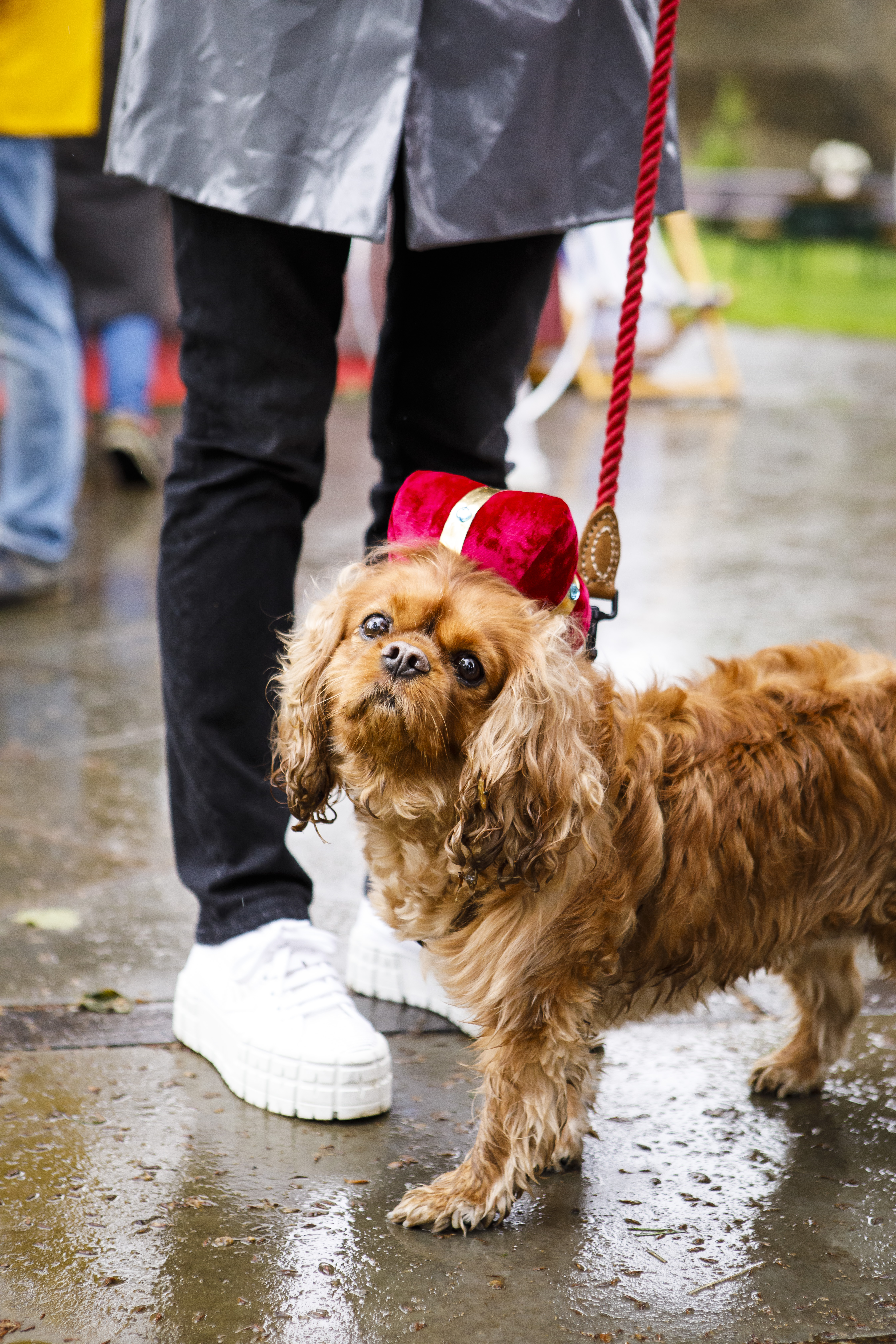 A King Charles spaniels wearing a red head piece during the parade across King's Road, Chelsea, London