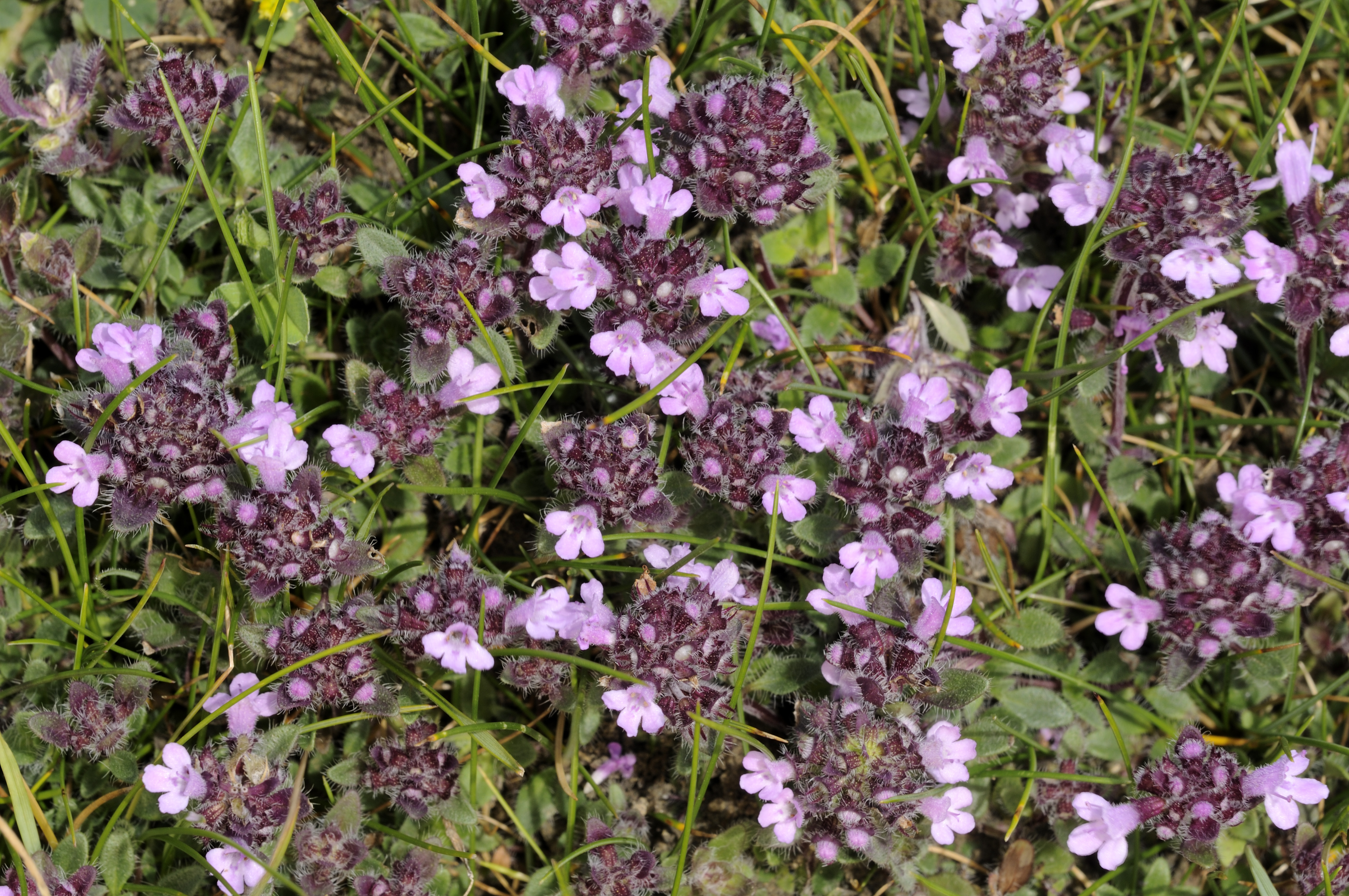 Delicate plants and herbs such as thyme, are thriving thanks to the grazing of Belted Galloway cattle (Ross Hoddinott/National Trust/PA)