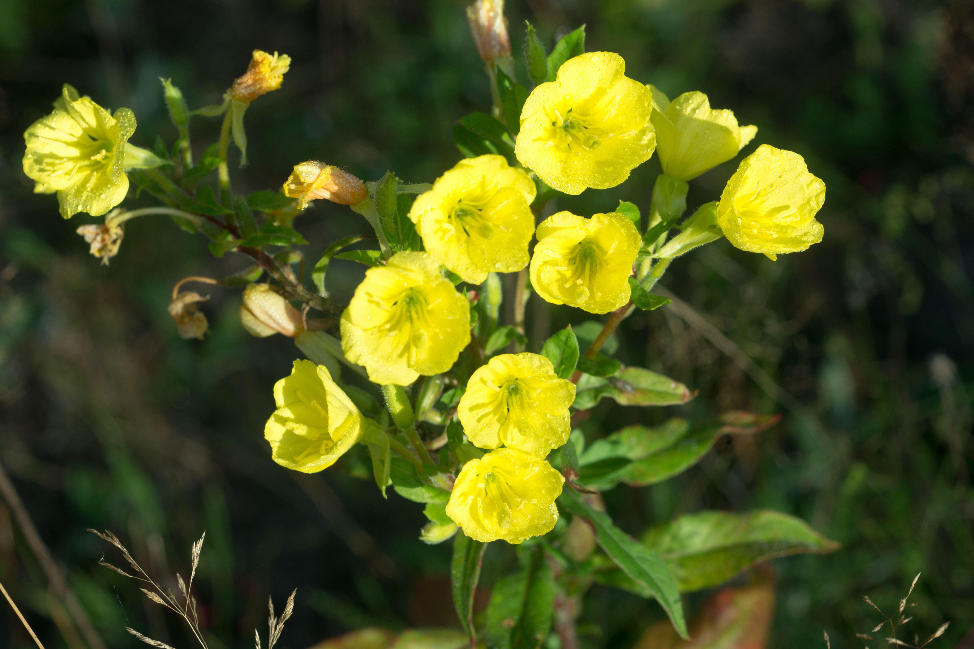 Common evening primrose (Alamy/PA)