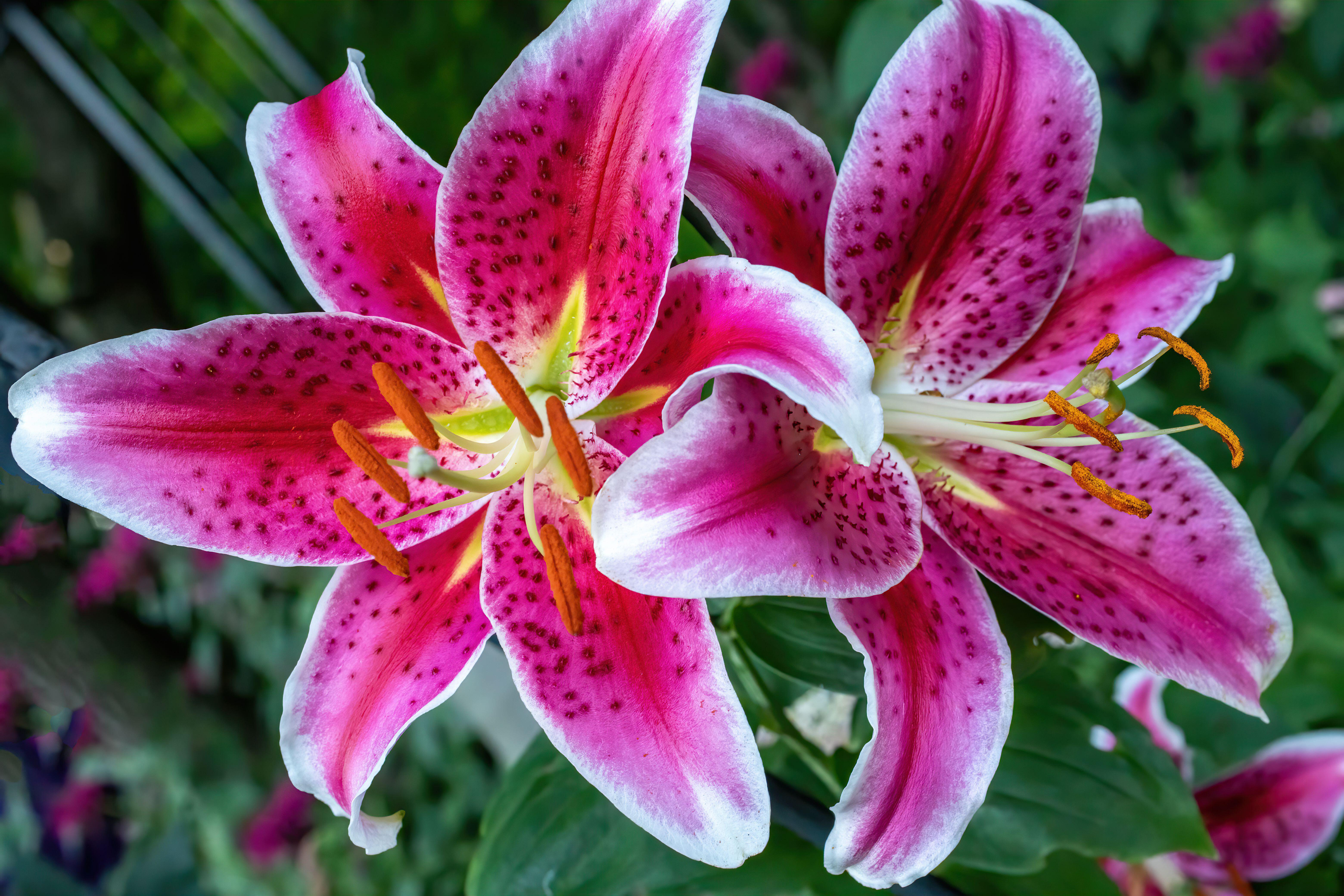 'Stargazer' lilies (Alamy/PA)