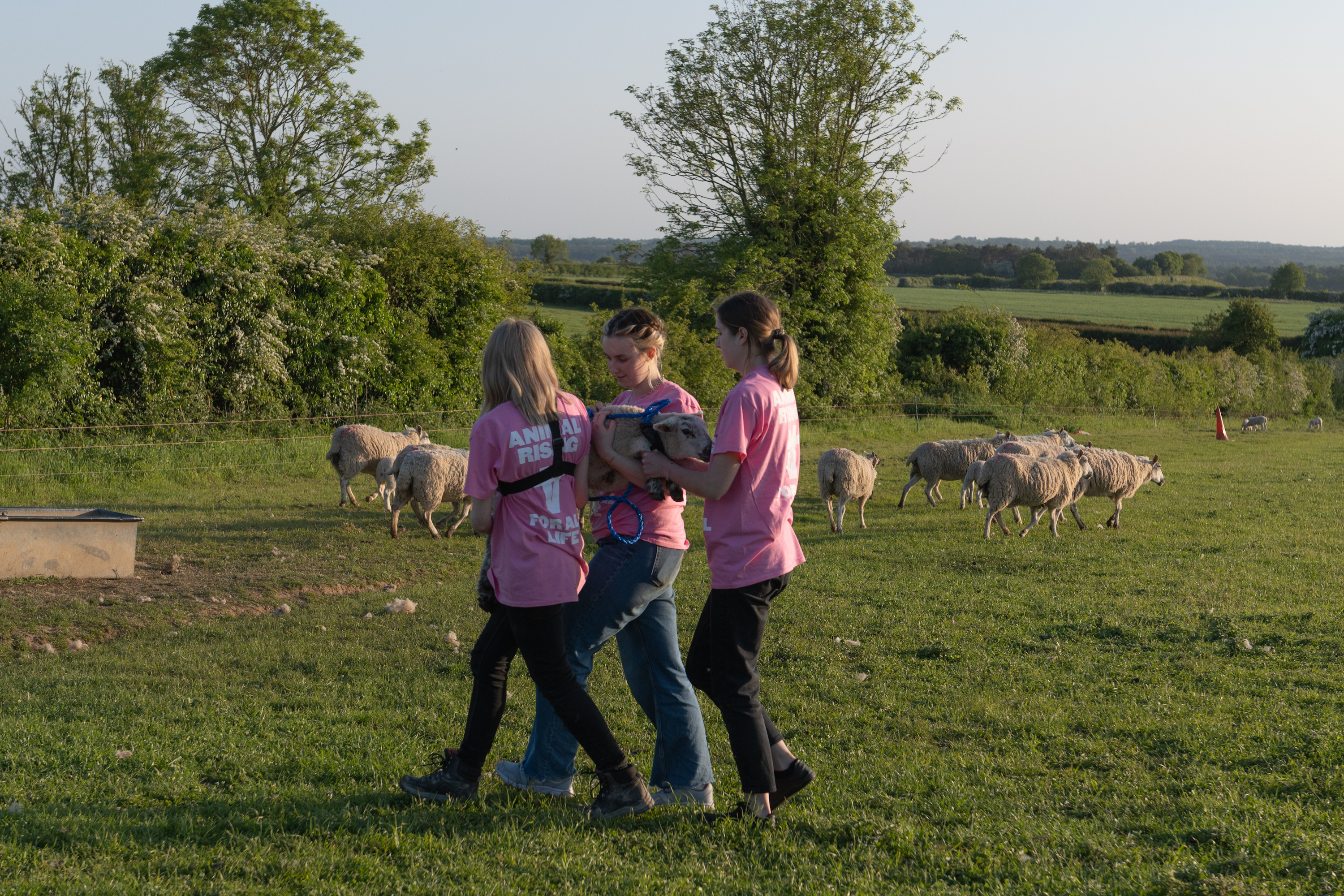 Animal rights group Animal Rising says three activists have taken three sheep from the King's Sandringham Estate in Norfolk. (Animal Rising/ PA)