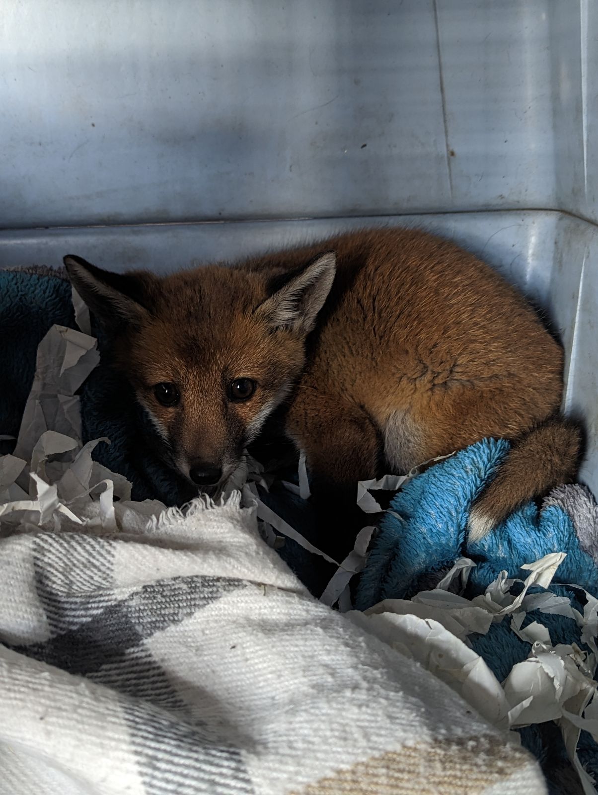 Fox cub in a dark corner, lying on a blanket 