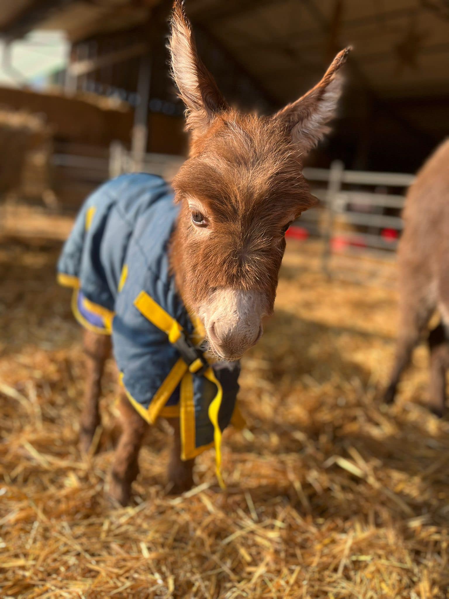 Baby donkey Moon has been safely returned to her mother and her owners at Miller's Ark Animals