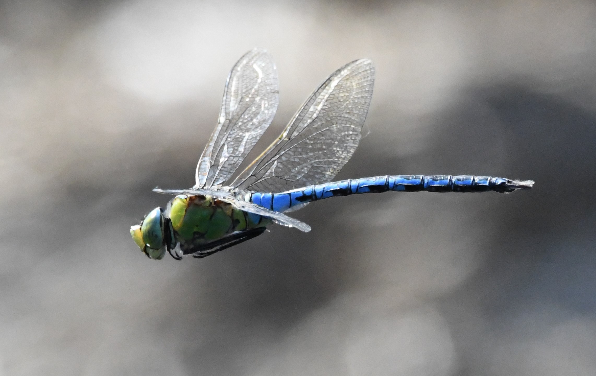 the rare lesser emperor dragonfly nymph