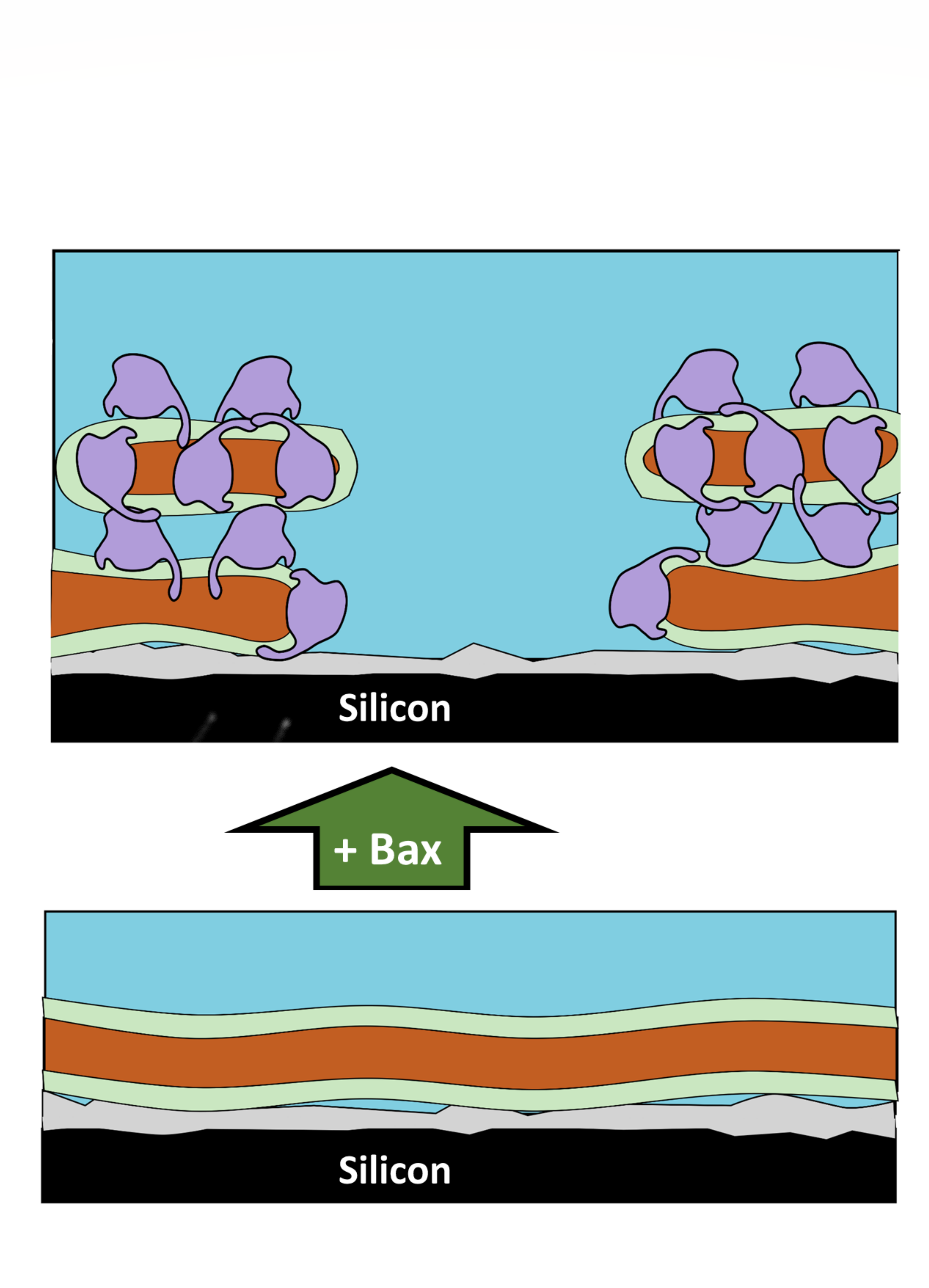 Pore forming reorganisation of the mitochondrial surface