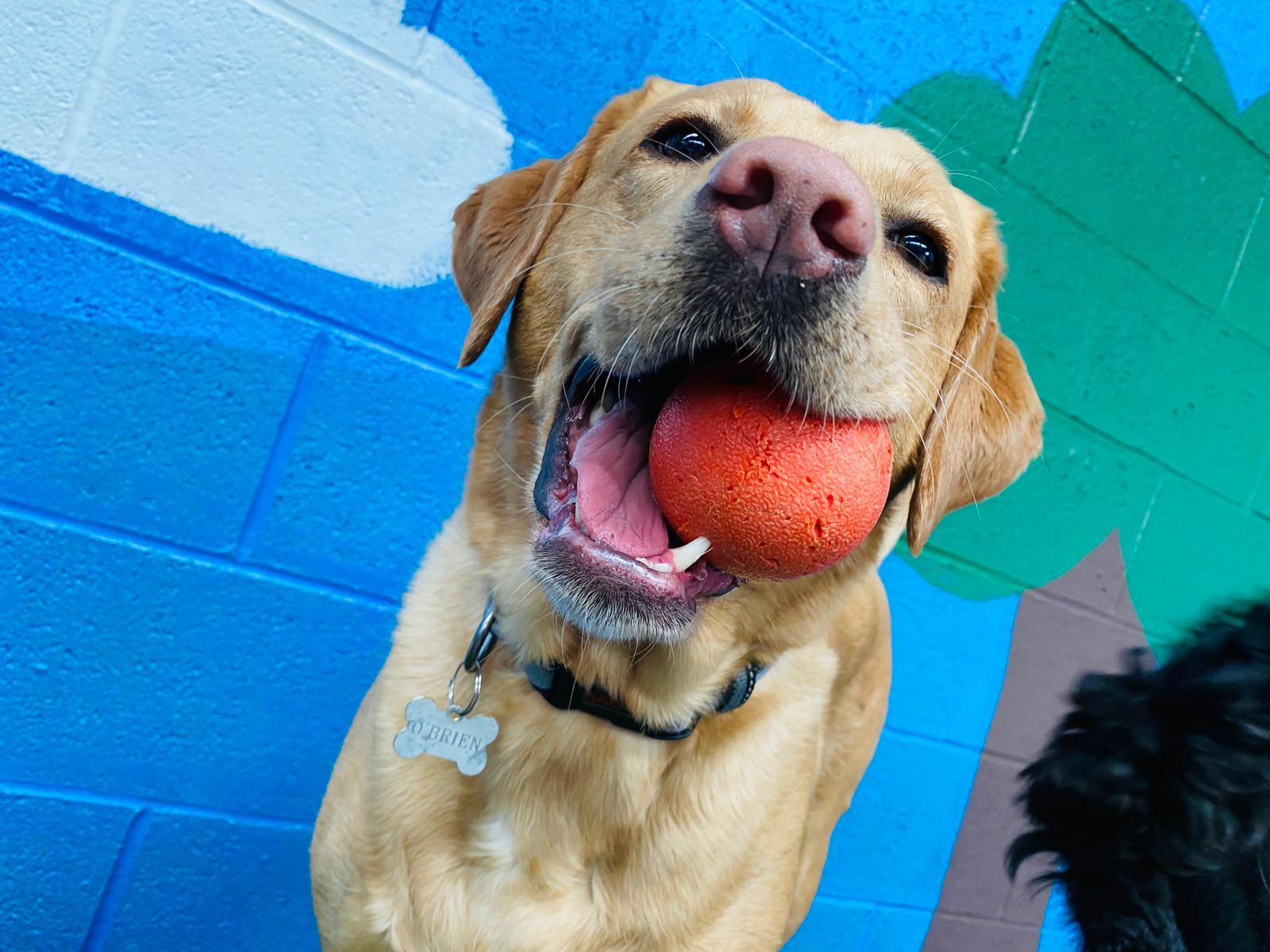 Bella with a ball in her mouth