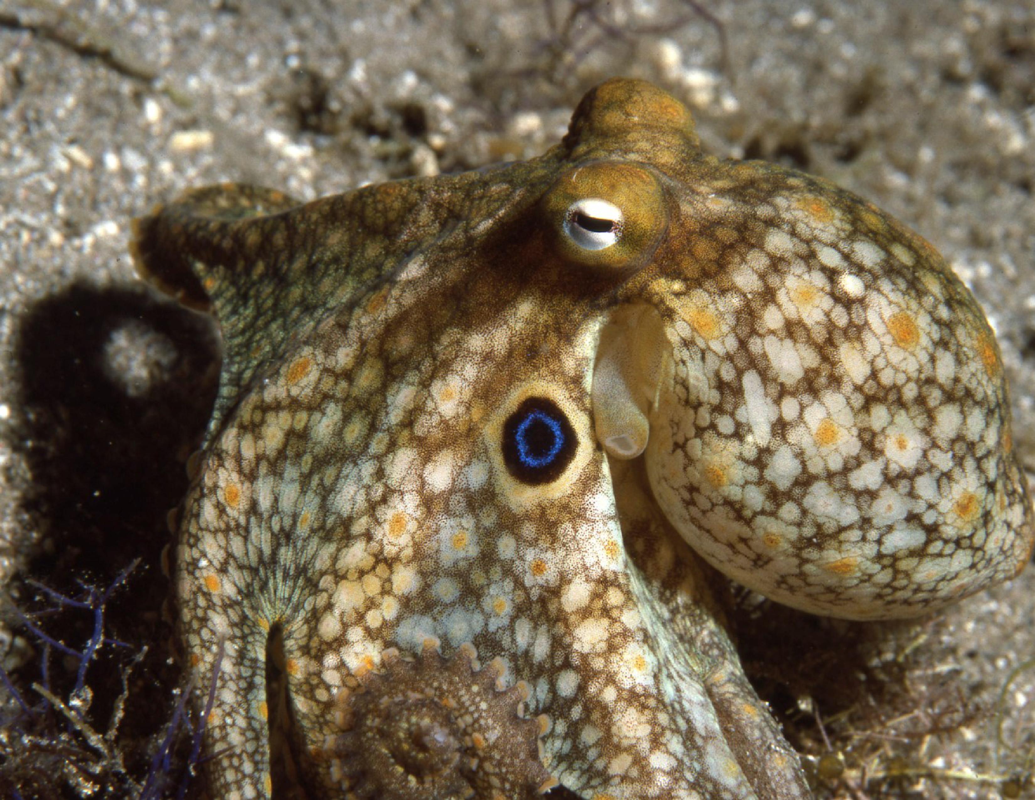 California two-spot octopus 