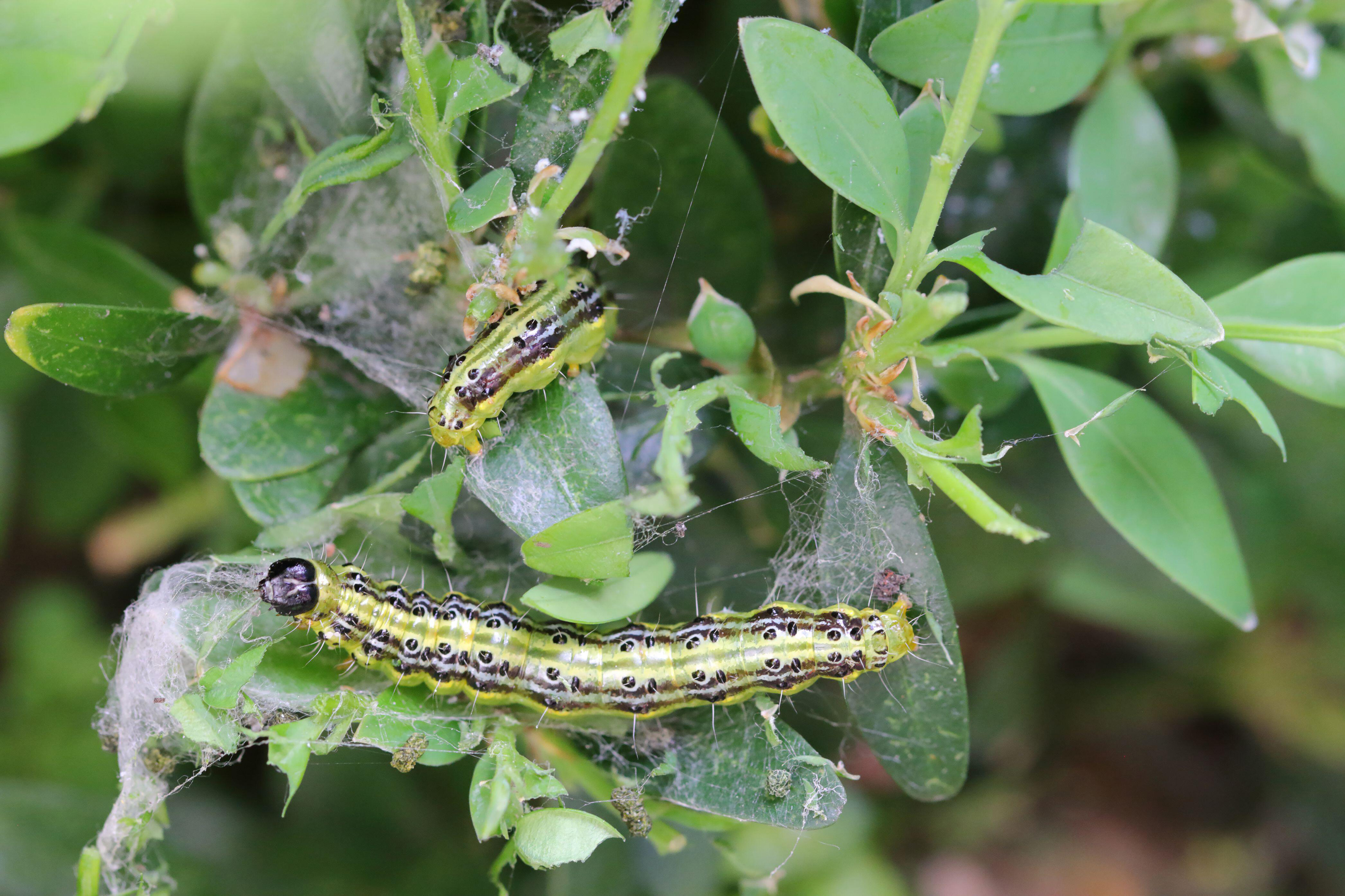Box tree moth caterpillars (Alamy/PA)