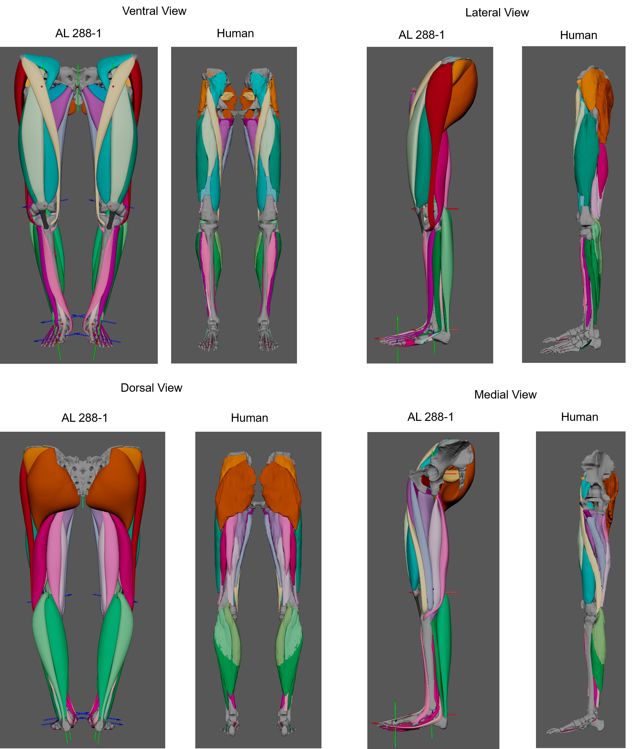 A digitisation of Lucy's leg muscles, compared to human muscles 