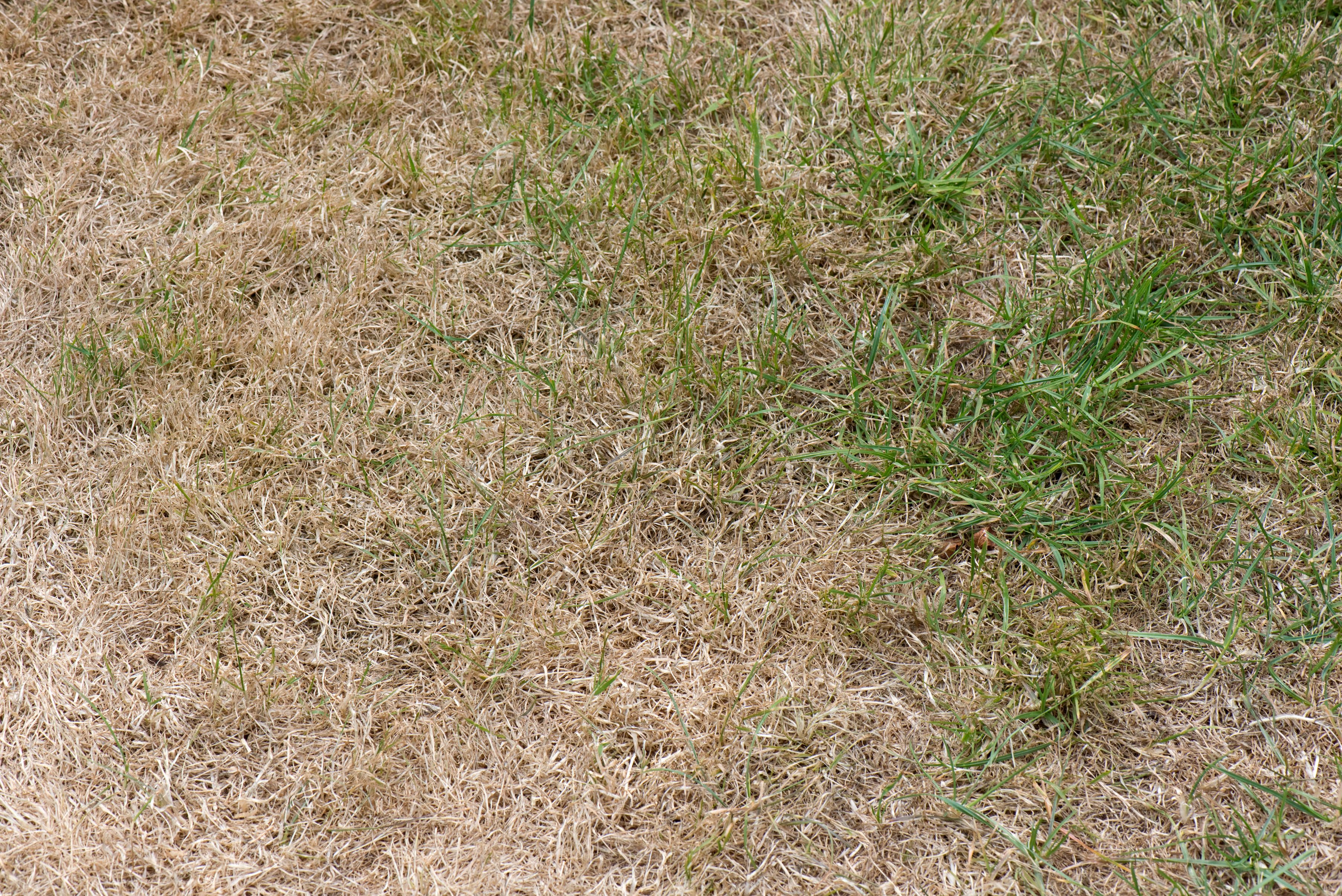 A dry, browning lawn (Alamy/PA)