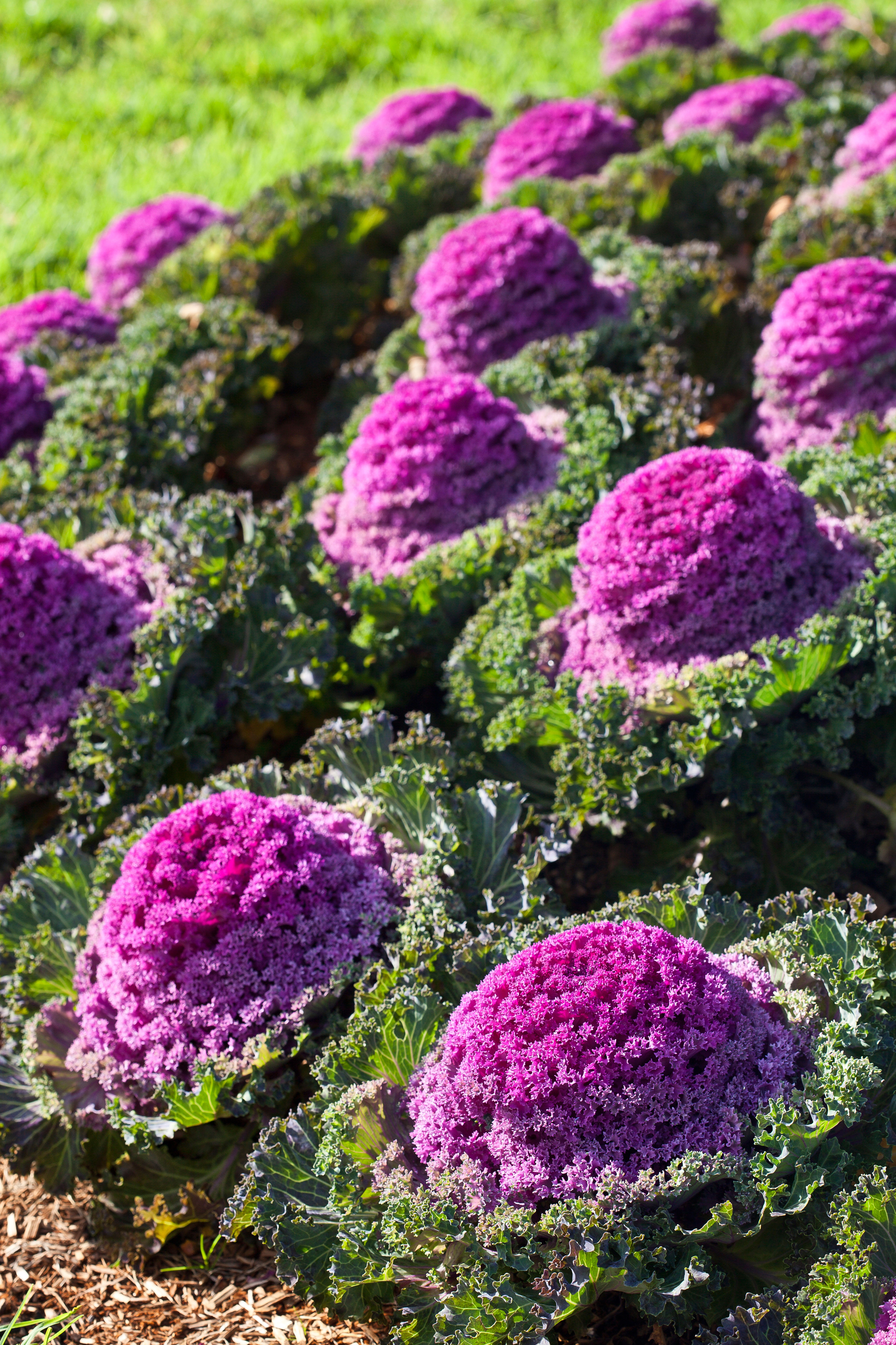 Japanese flowering kale (Alamy/PA)