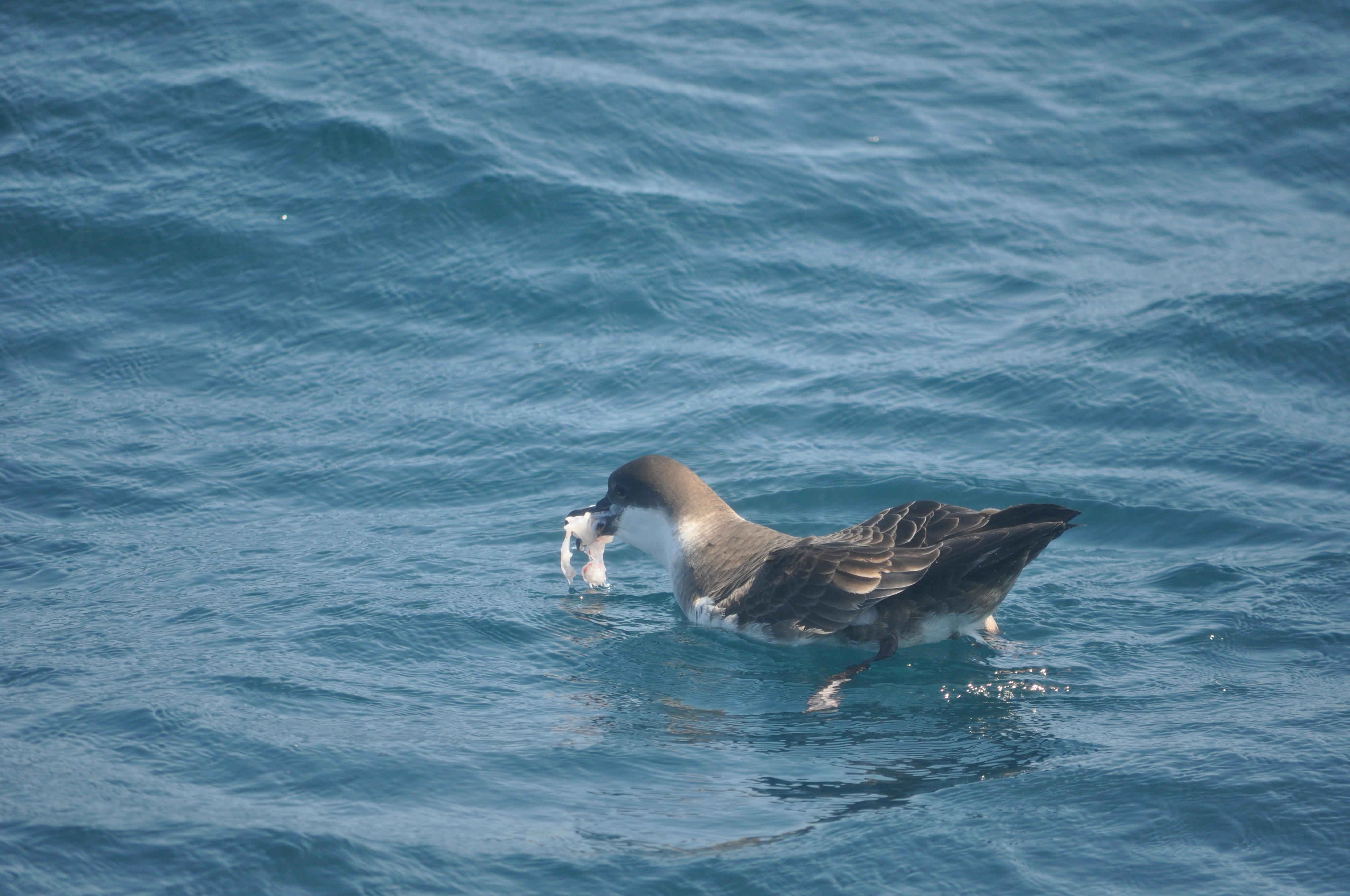 A Great Shearwater