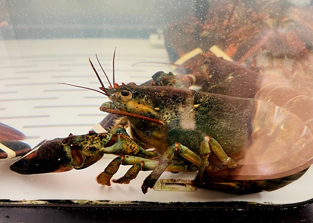 Golden lobster, a '1-in-30 million' catch in Scotland, is stunning