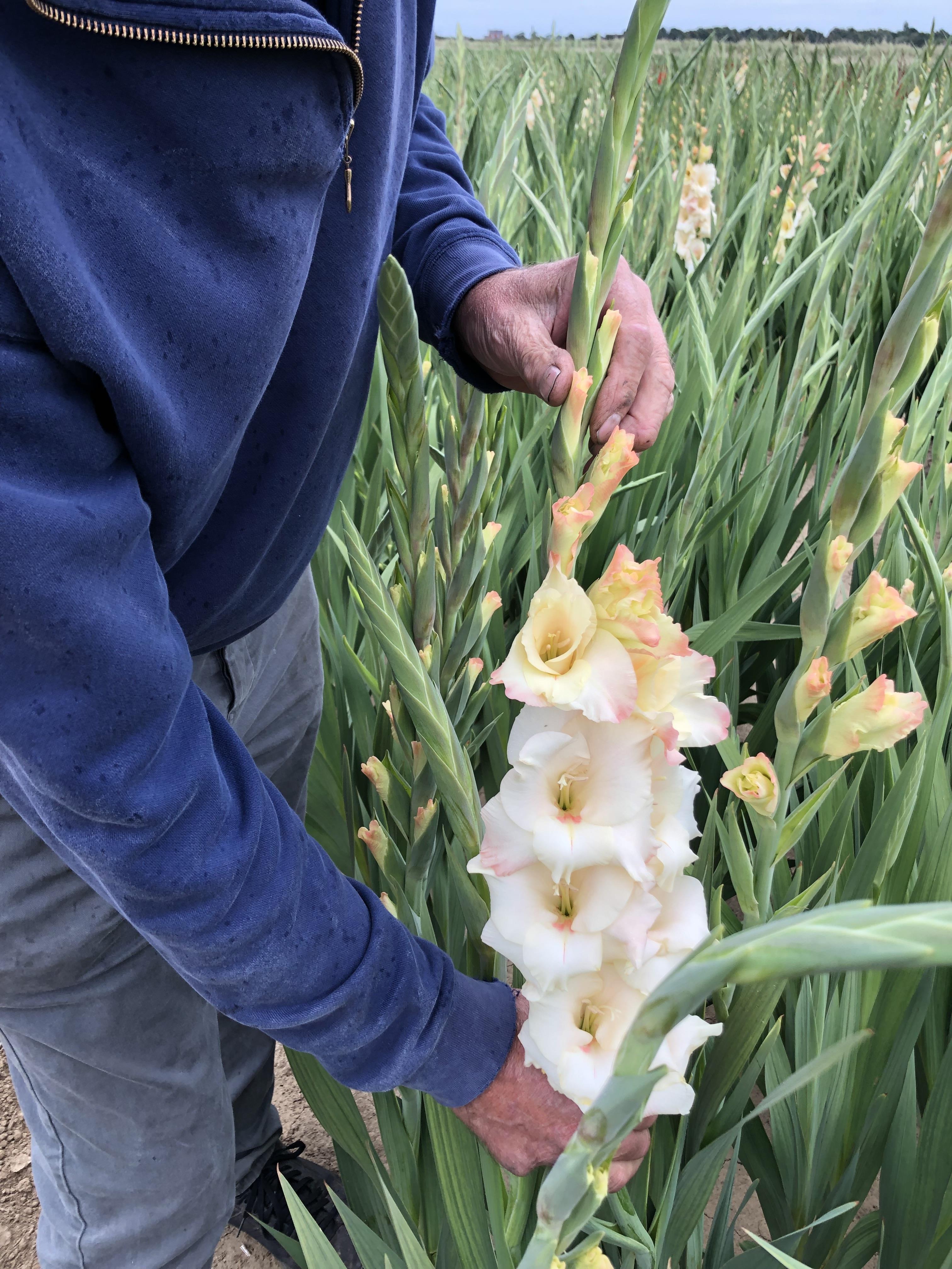 gladioli
