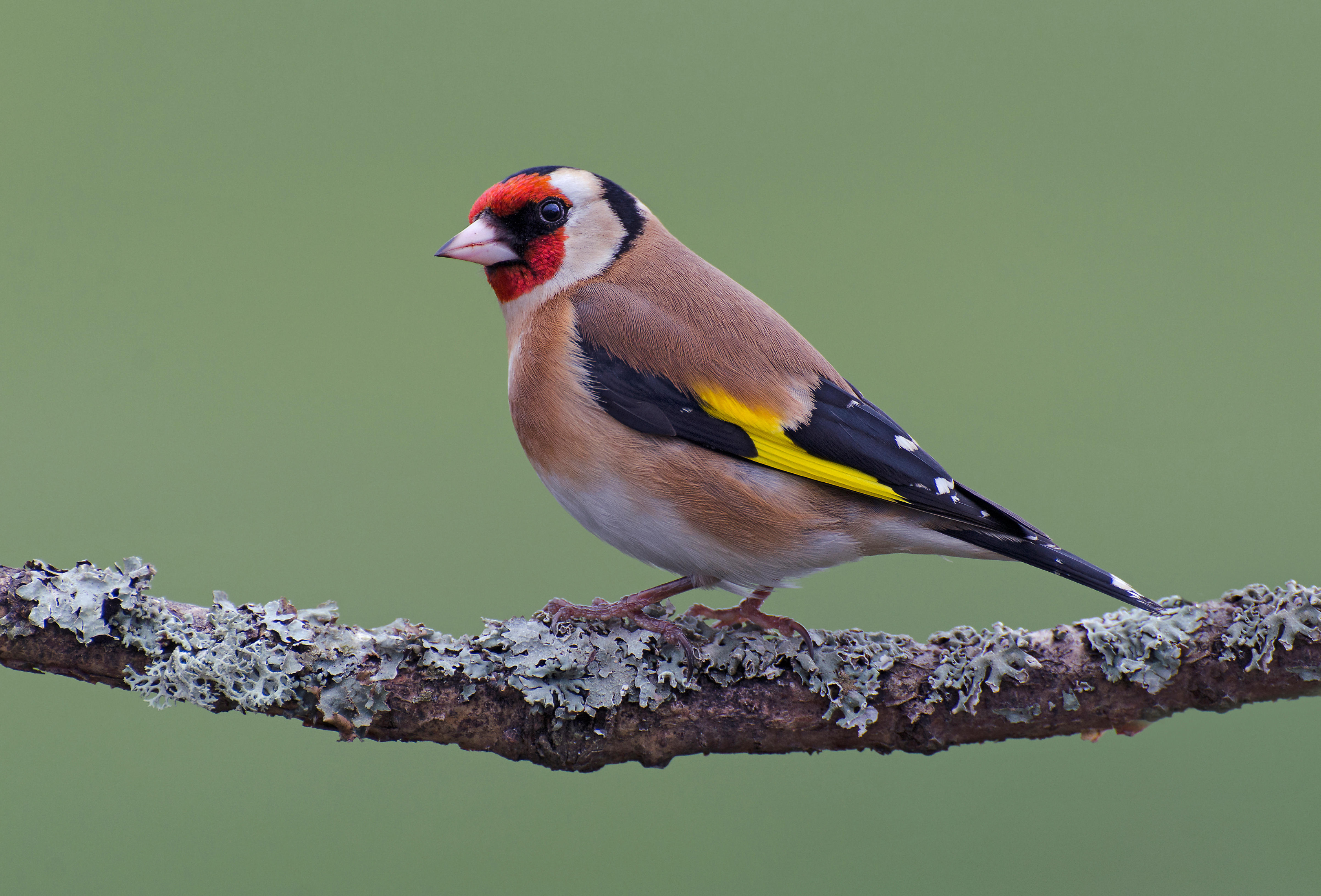 Goldfinch (Alamy/PA)