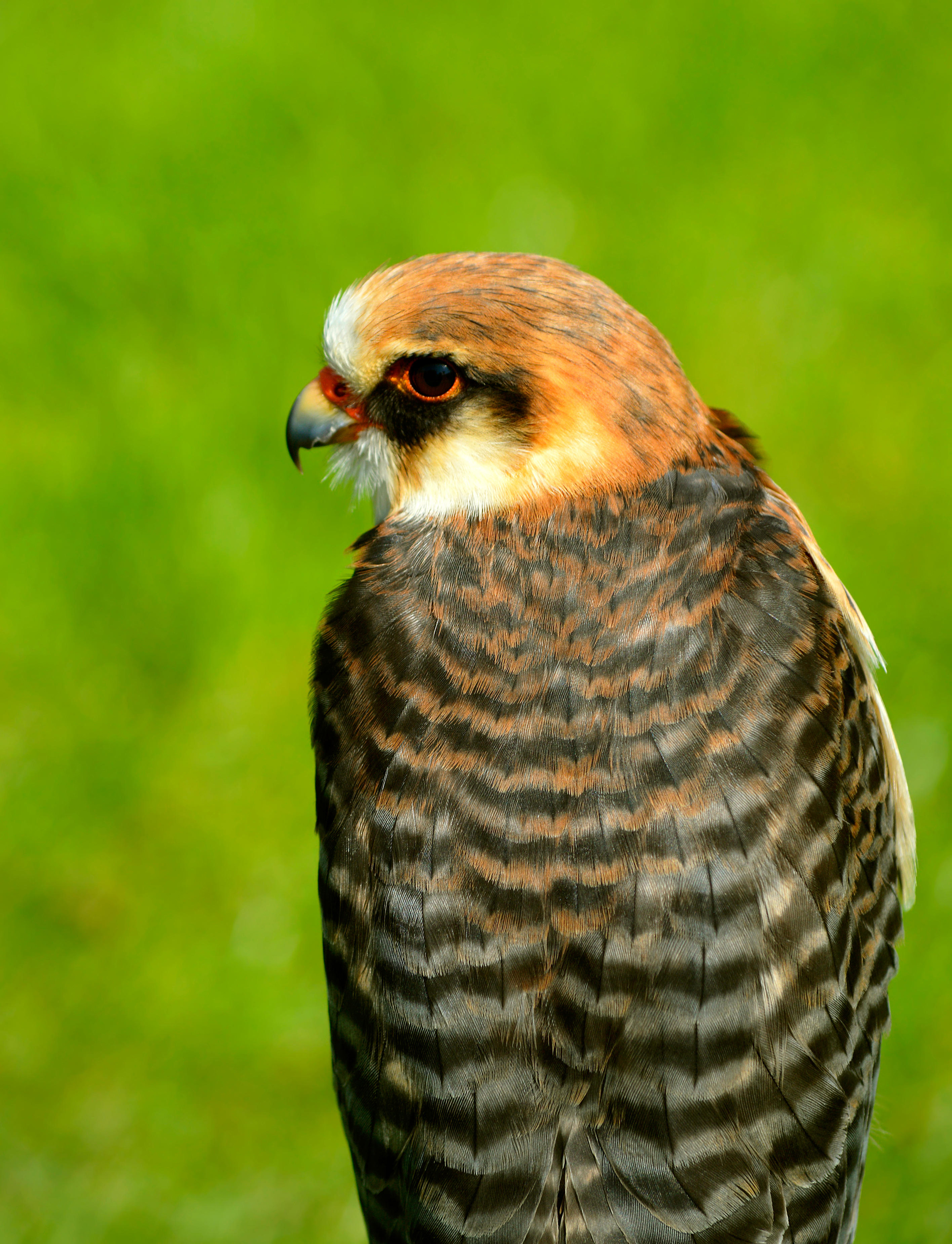 Red-footed falcon (Alamy/PA)