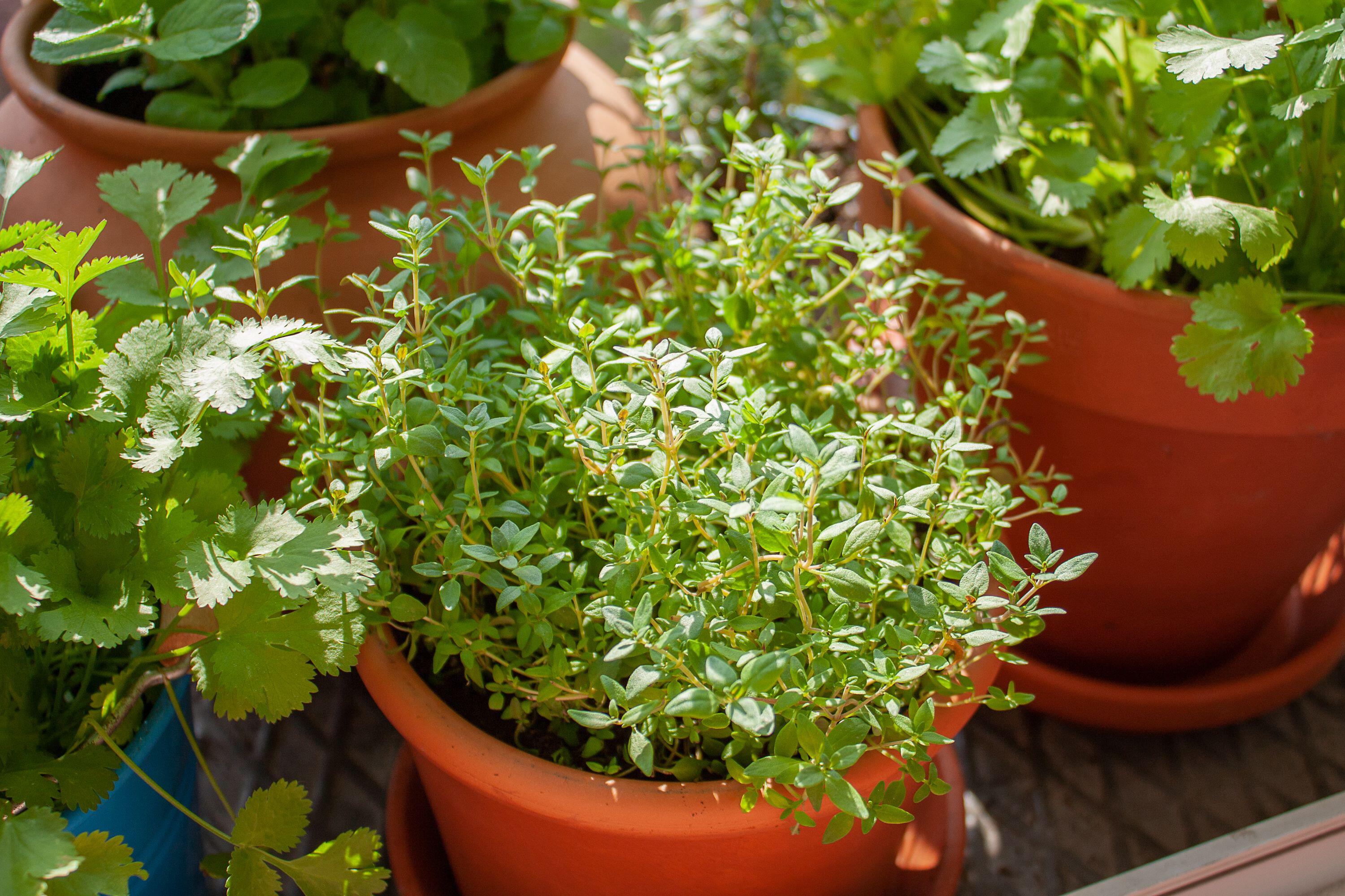 Pots of herbs (Alamy/PA)