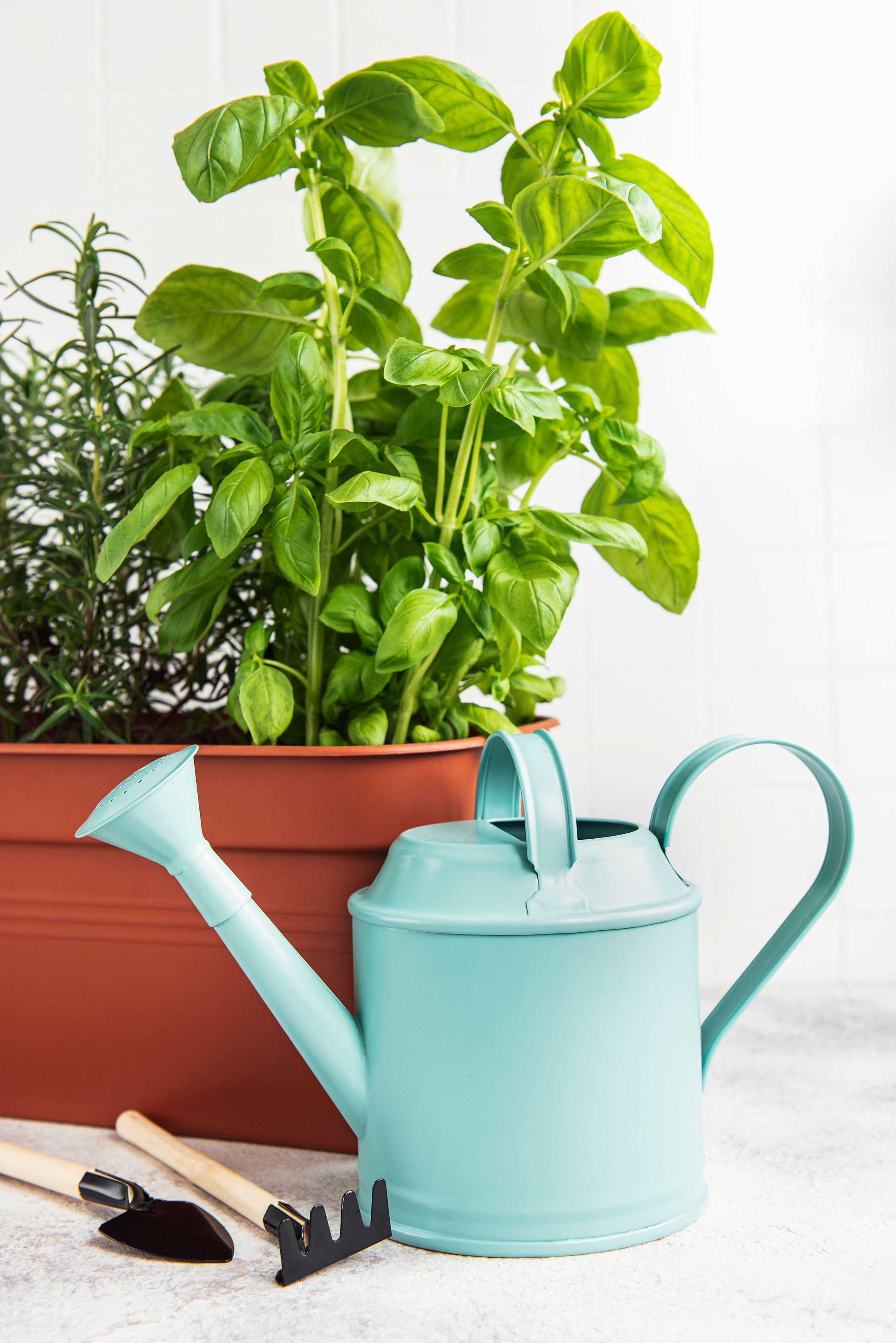A watering can by a pot of herbs (Alamy/PA)