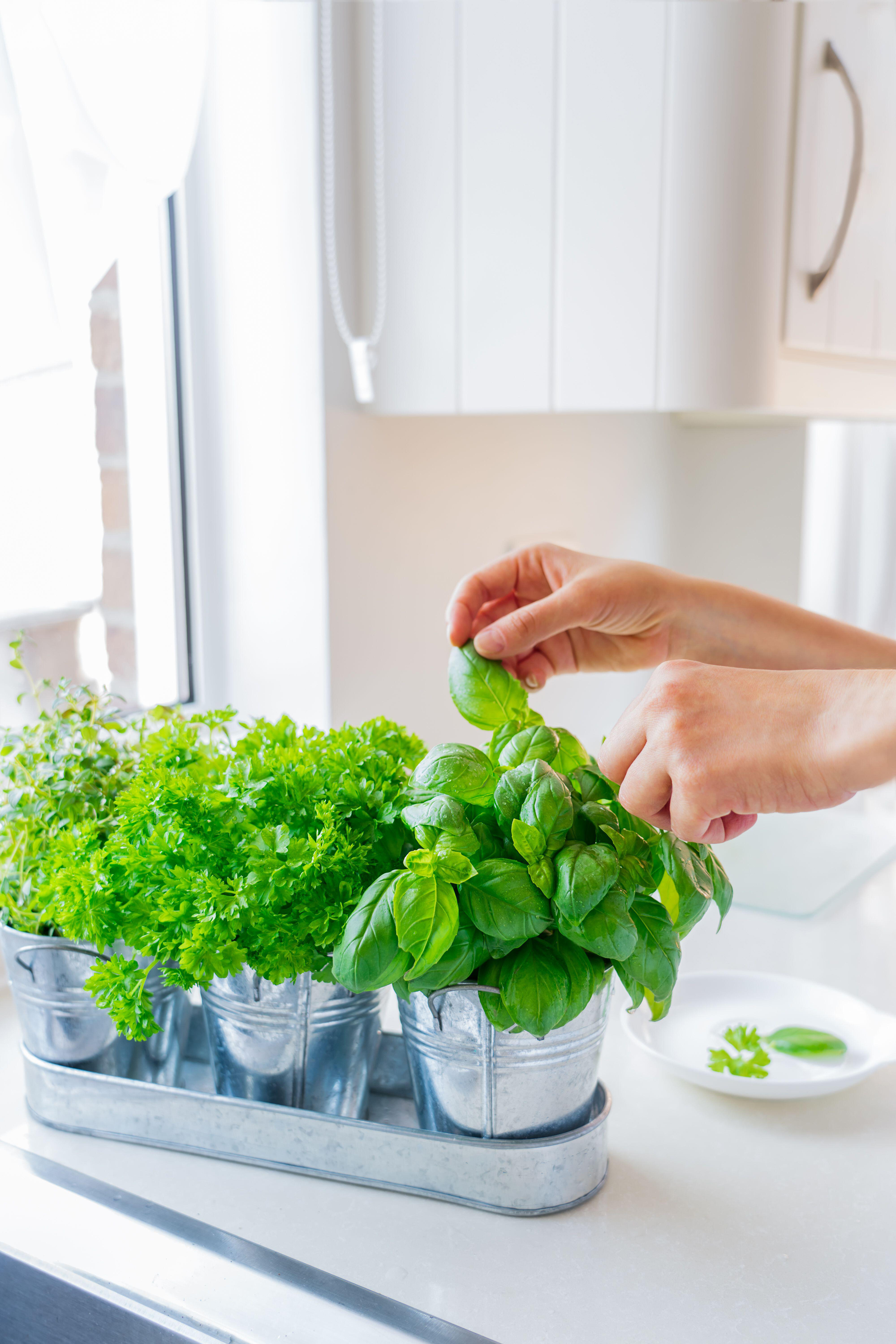 Picking leaves from kitchen herbs (Alamy/PA)