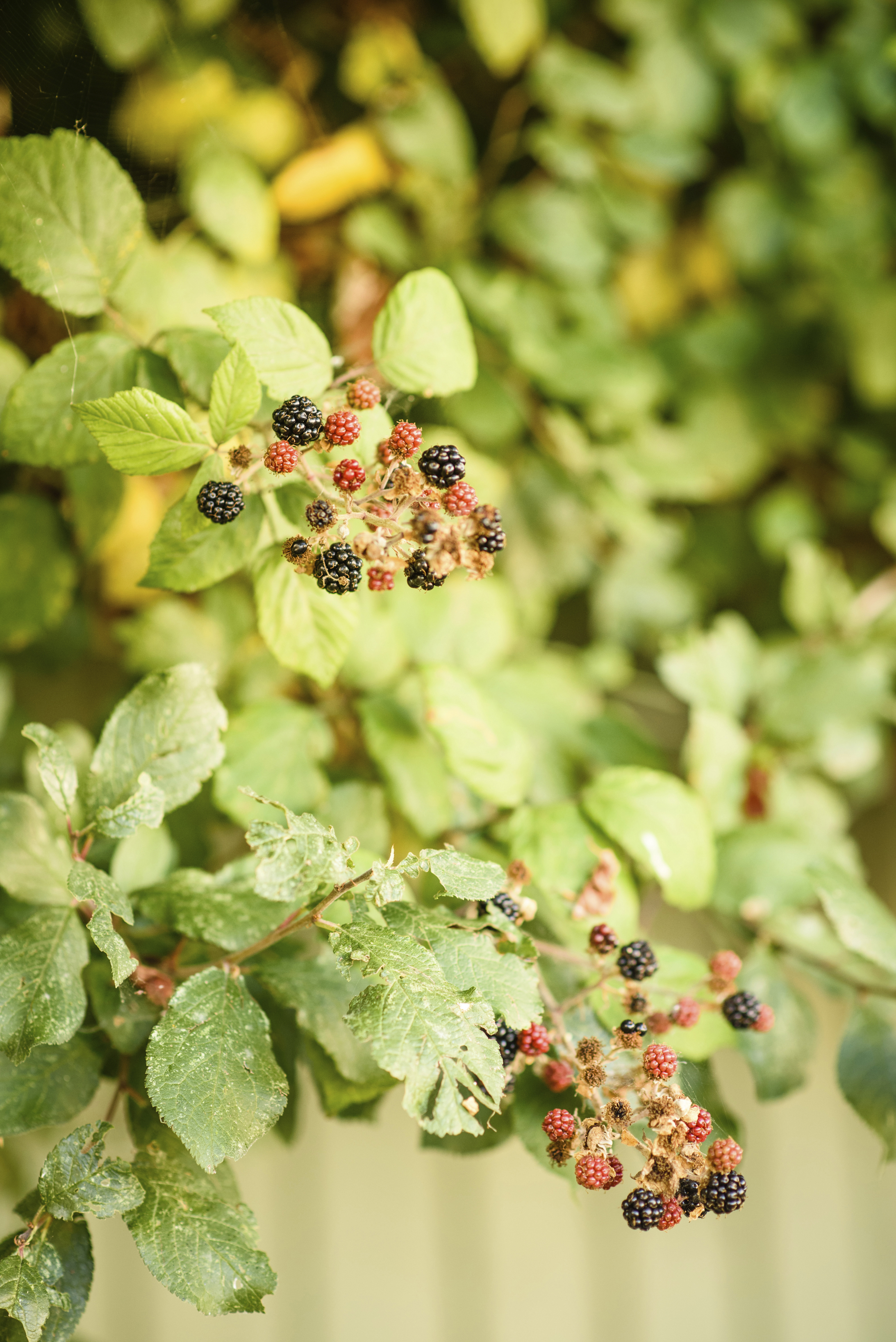 Wild berries (Rosemary Despres/rspb-images.com/PA)