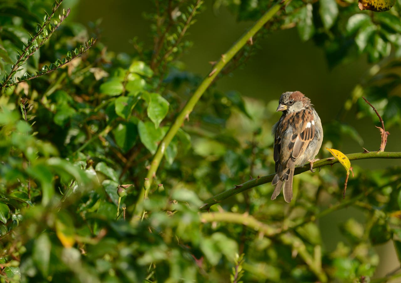 Why have the birds disappeared from my garden?