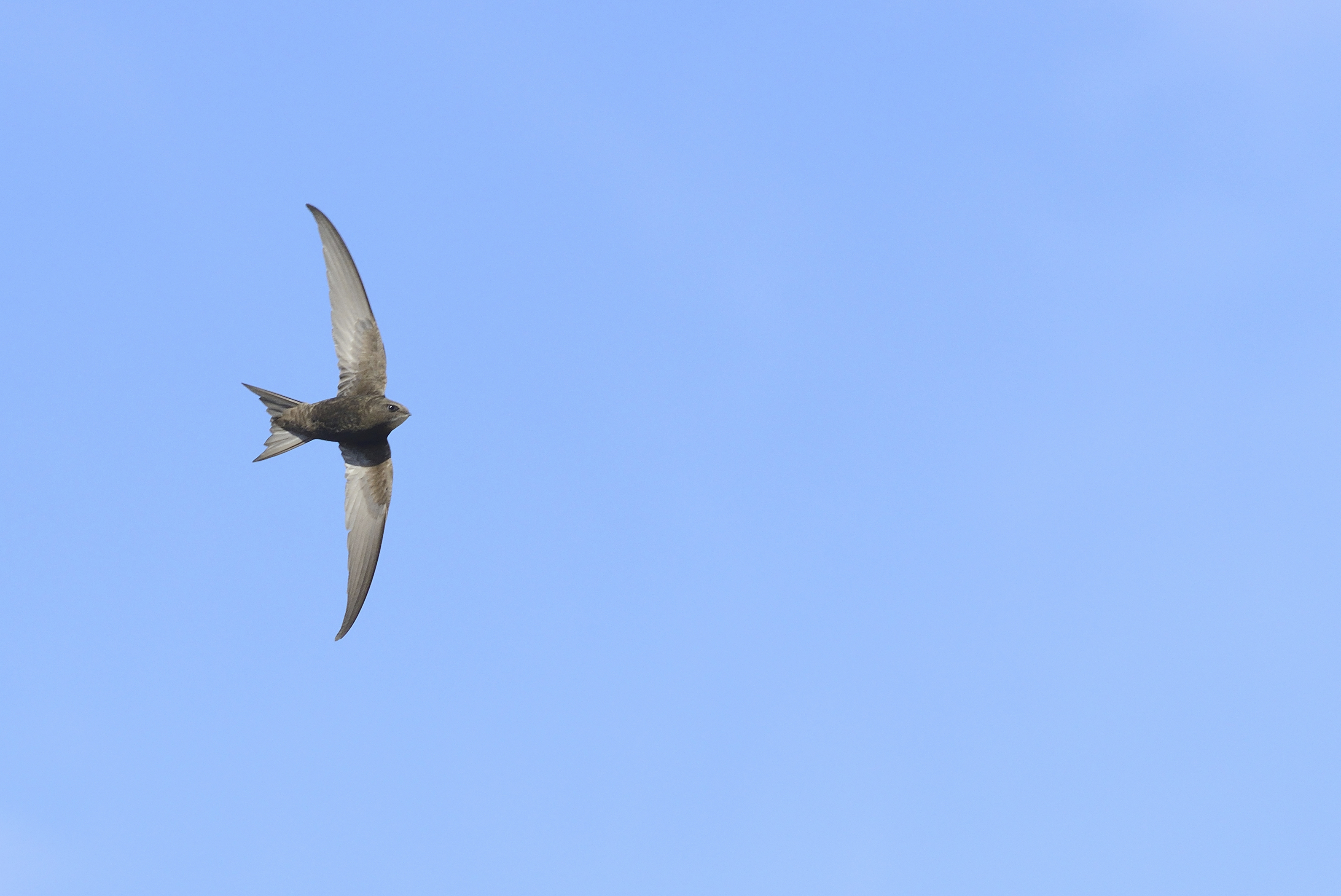 A swift in flight (Ben Andrew/rspb-images.com/PA)