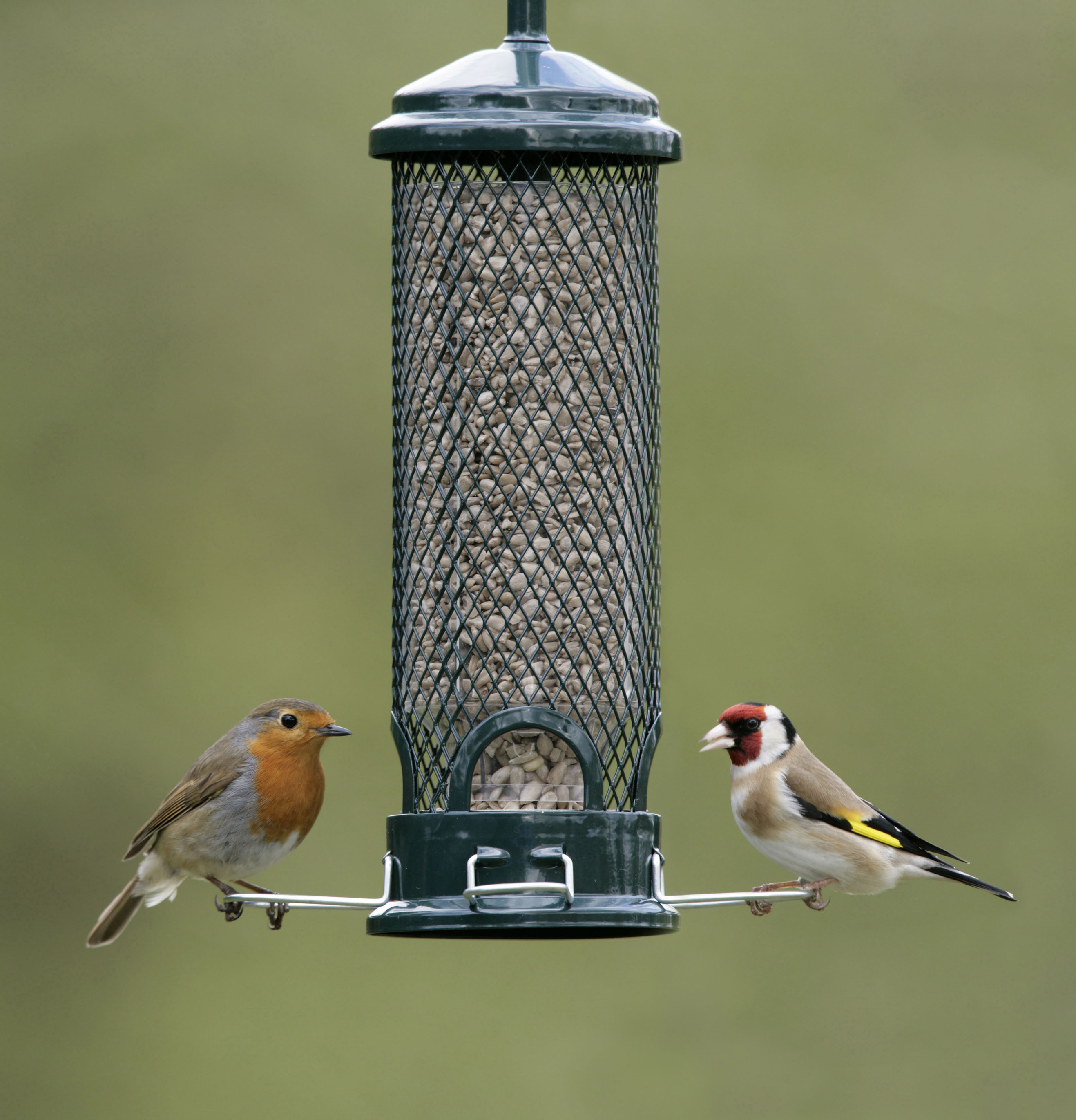 A robin and a goldfinch on a bird feeder (Nigel Blake/rspb-images.com/PA)