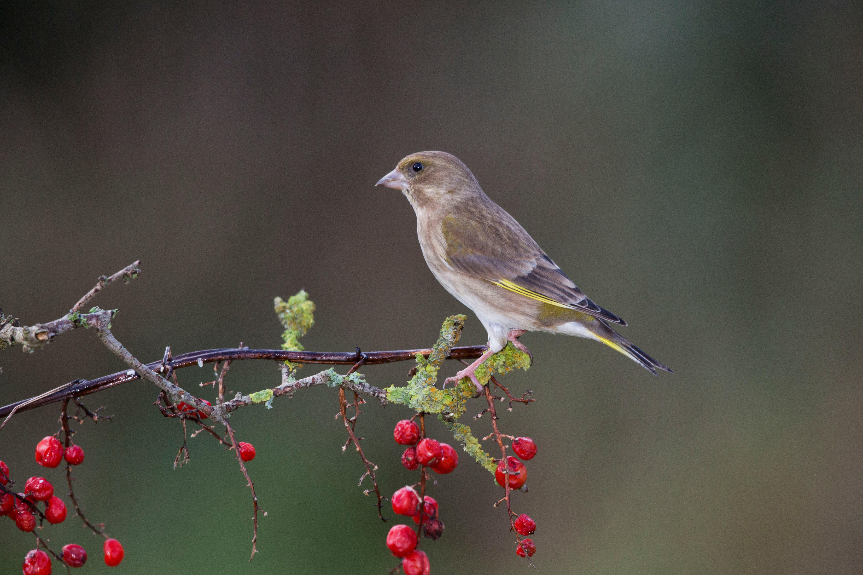 Greenfinch on a branch (Alamy/PA)