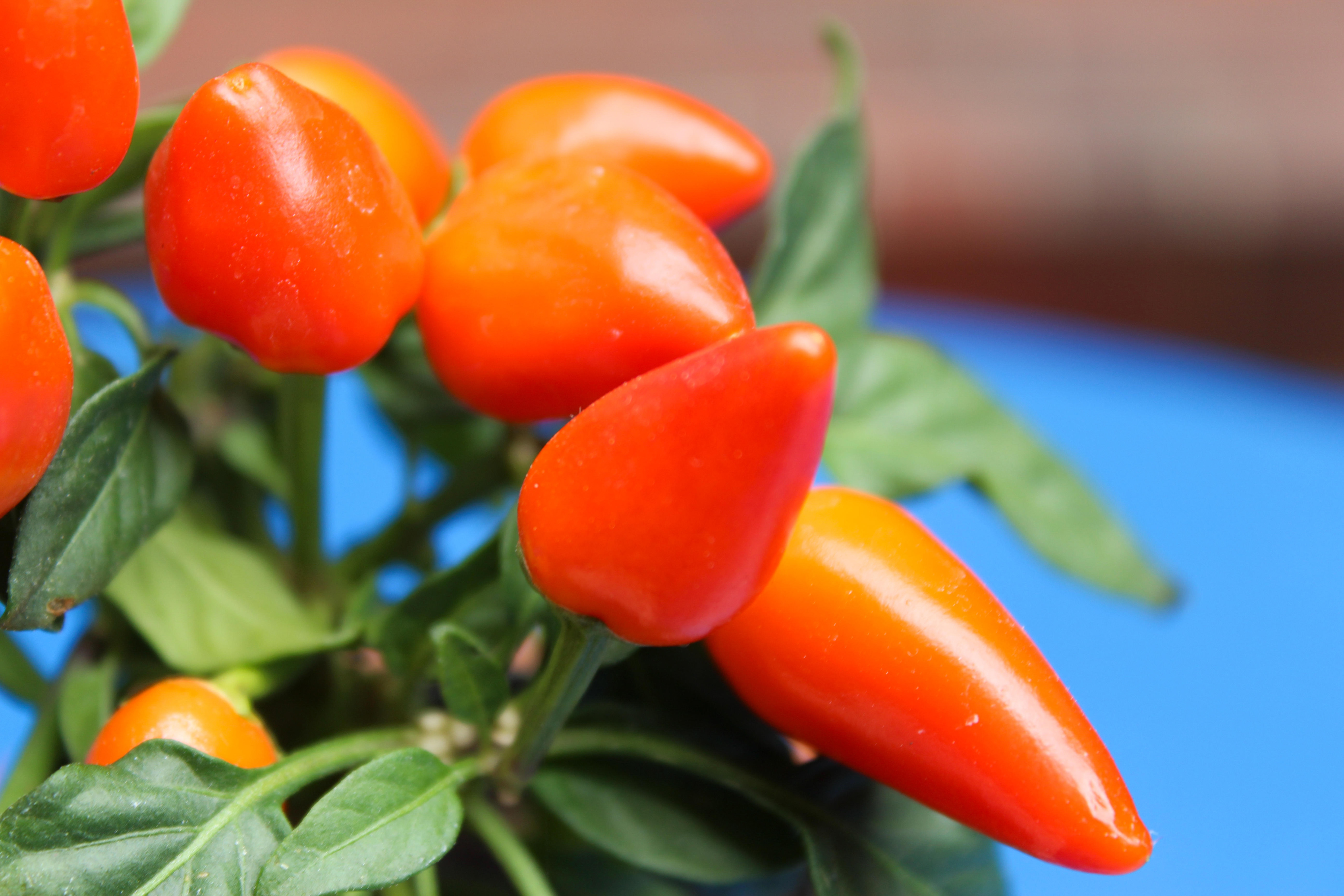 Grow chillies in pots (Alamy/PA)