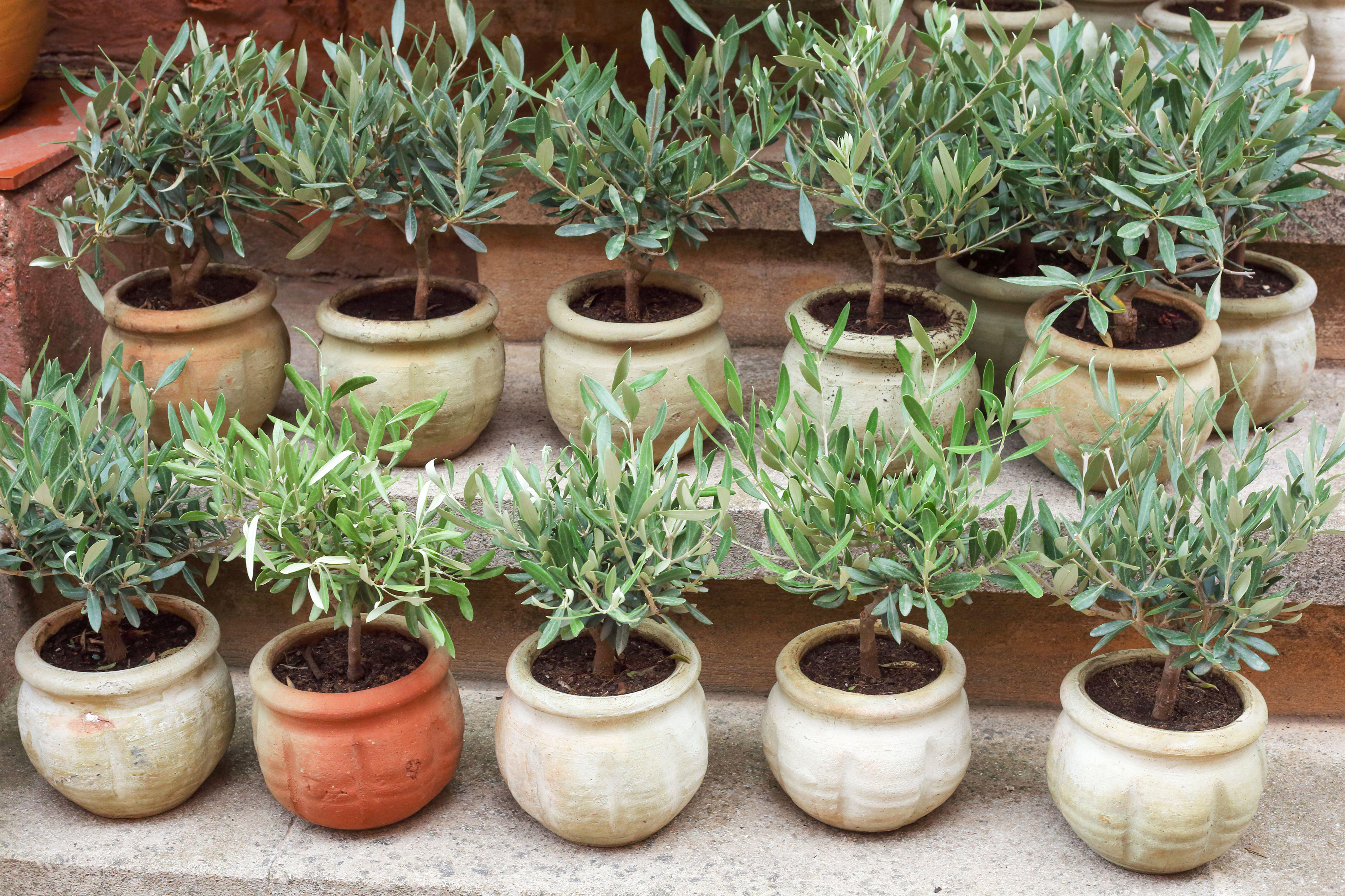 Small olive trees in pots (Alamy/PA)